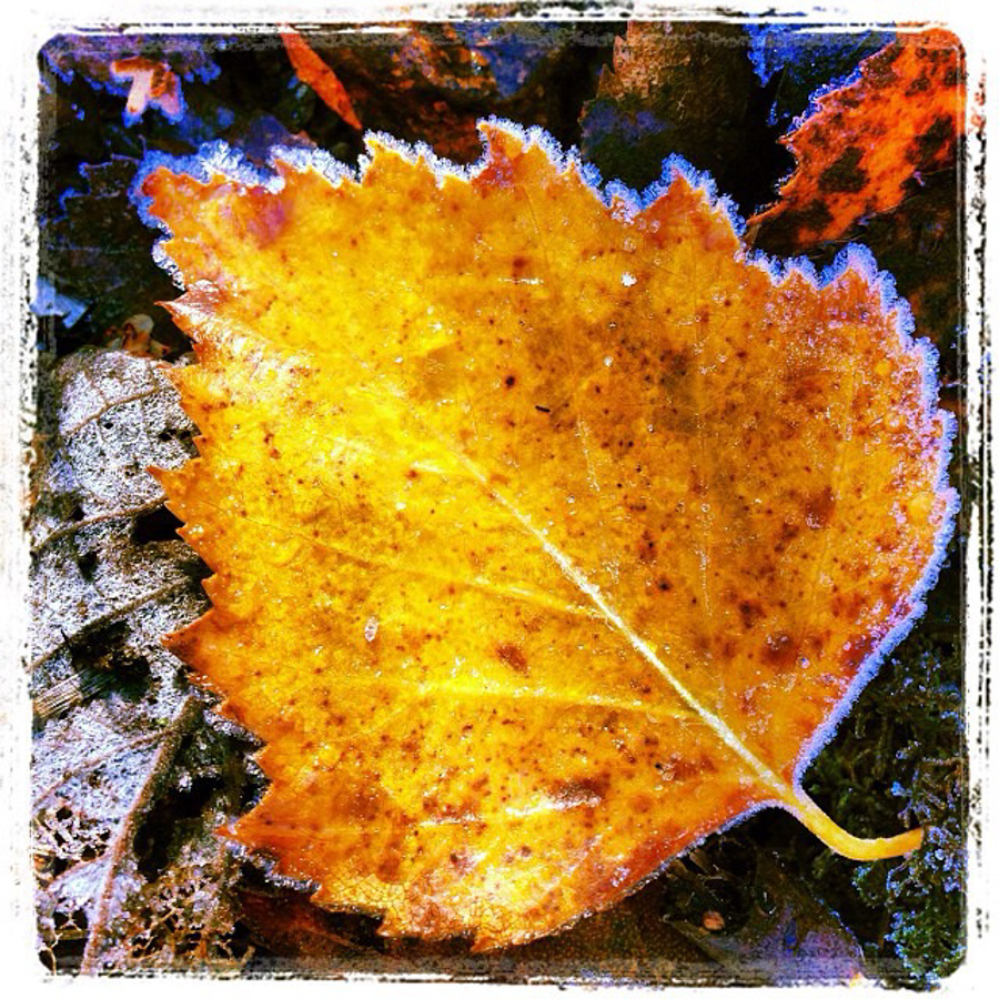 A frosty leaf