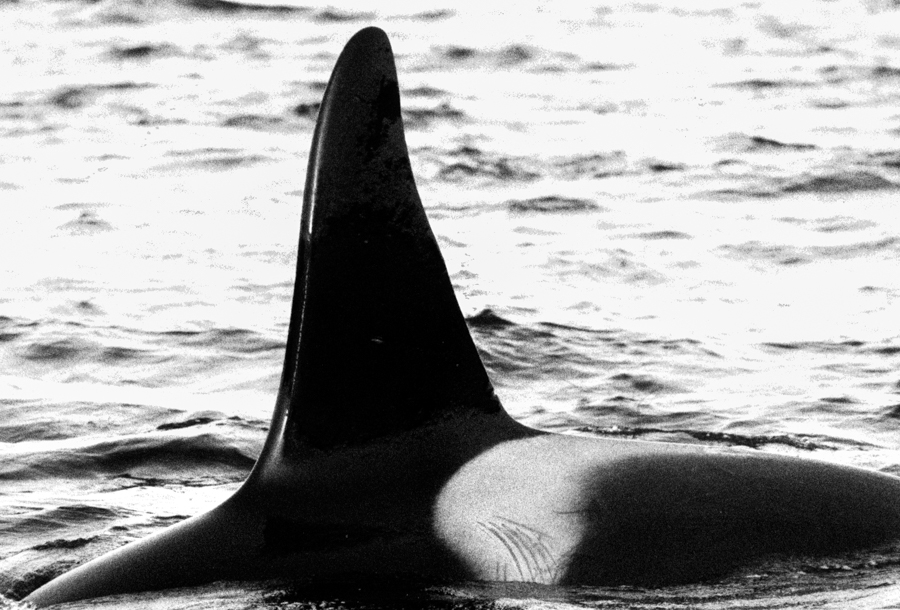 A killer whale male