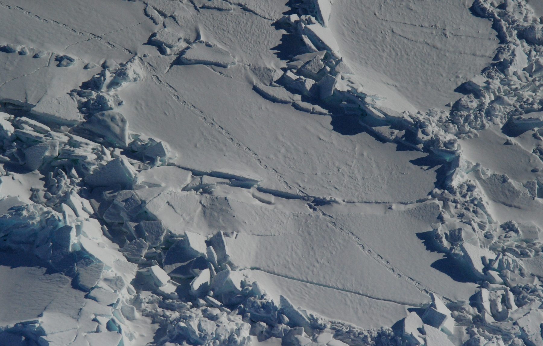 Polar bear tracks