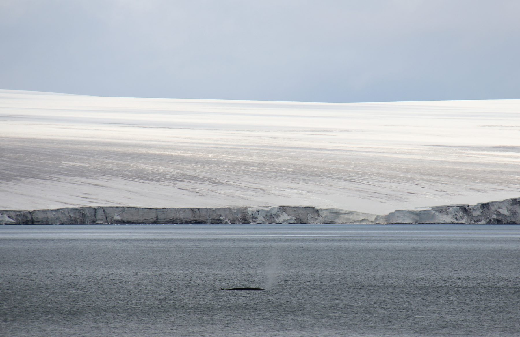 Fin whale and a clacier
