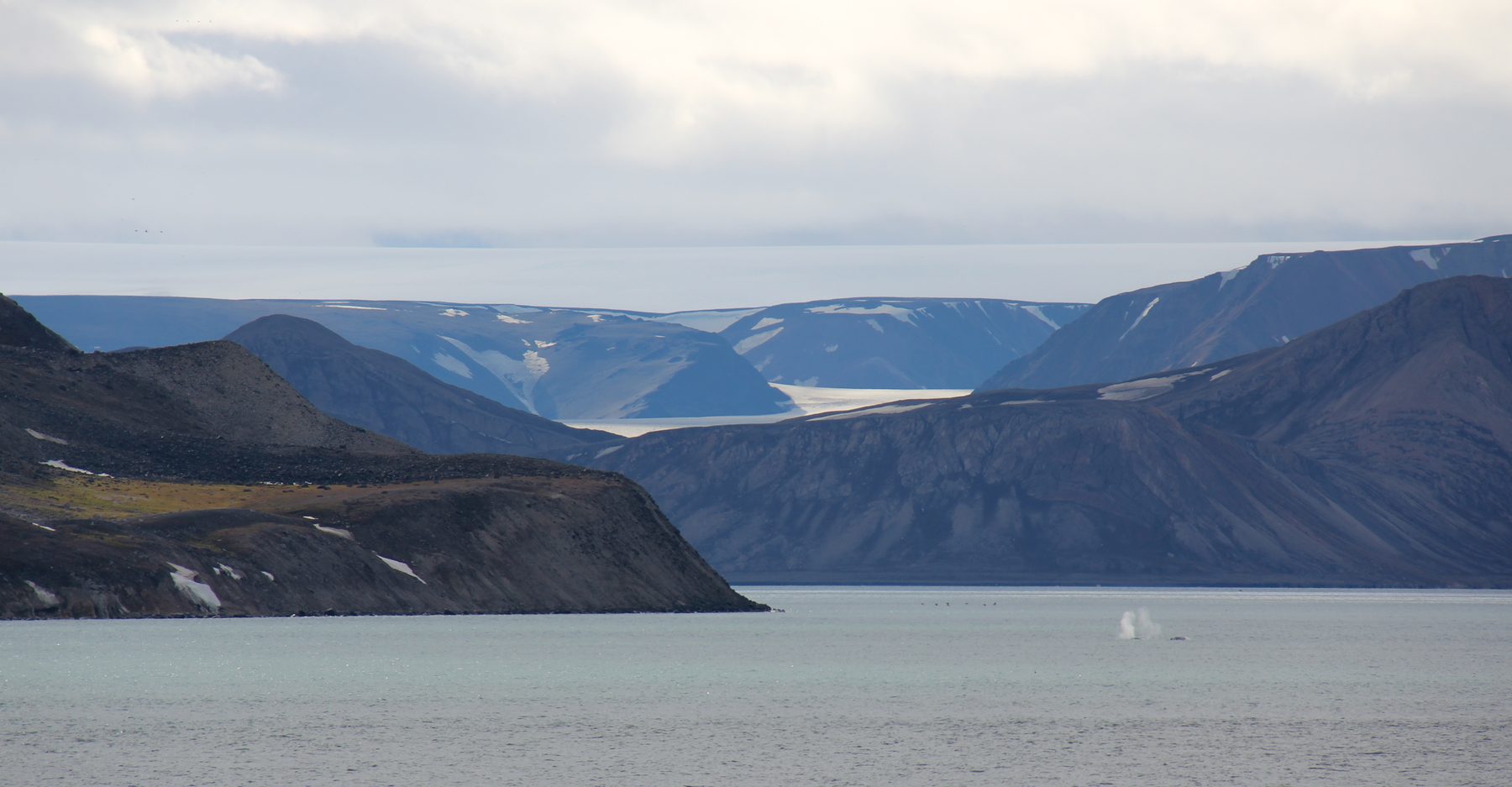 Fin whales