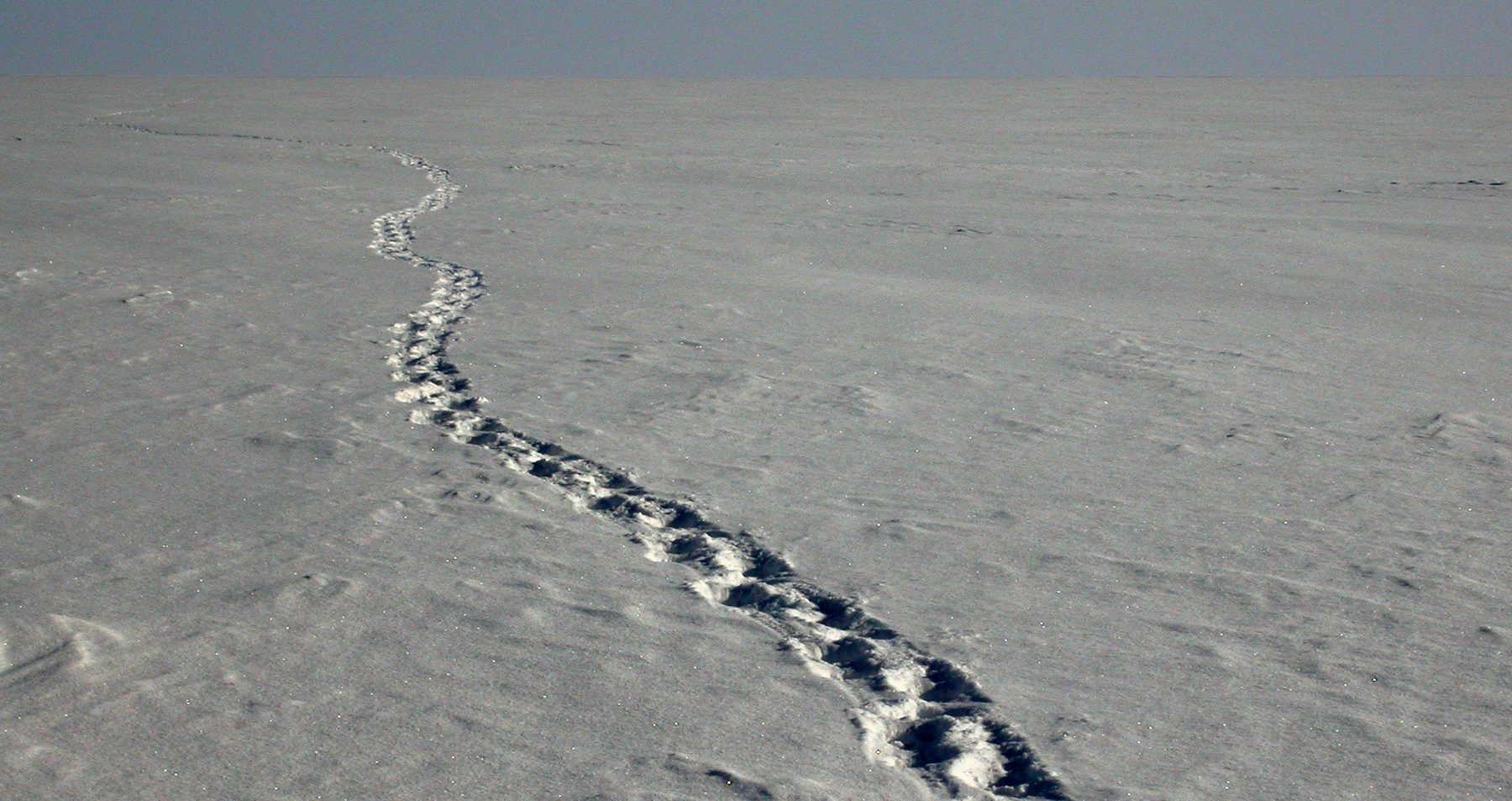 Polar bear tracks