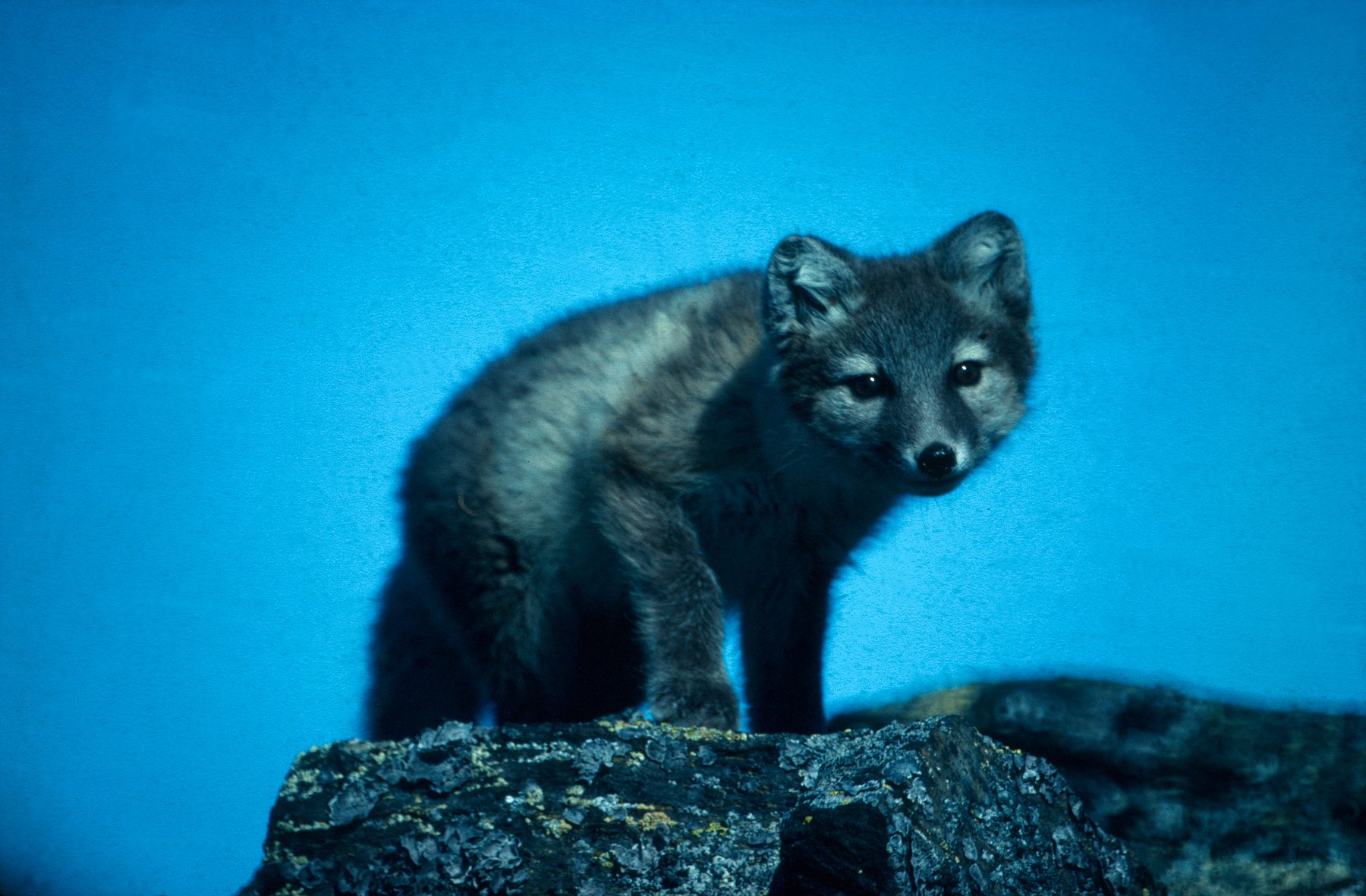 Arctic fox being curious