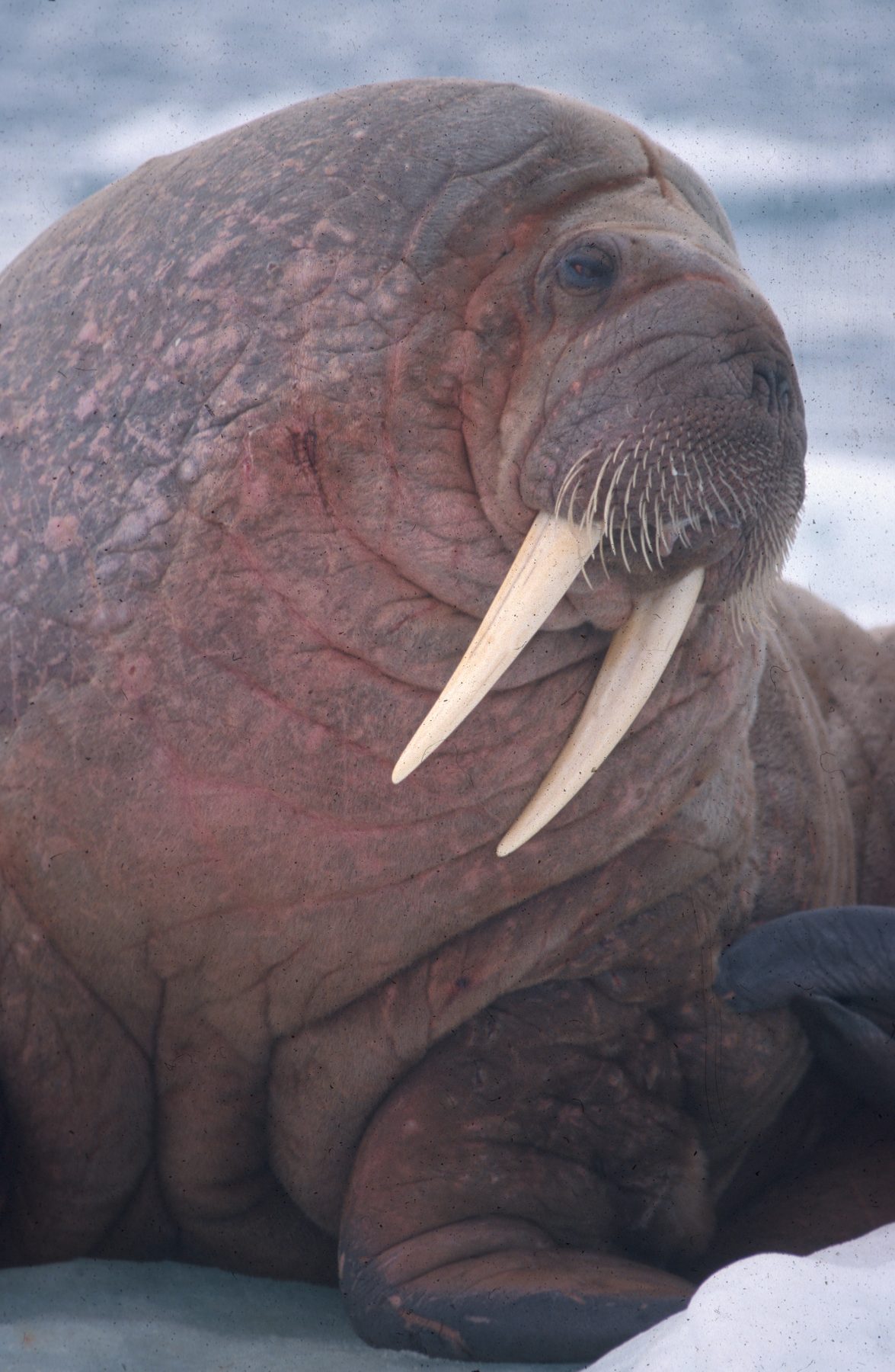 Walrus waking up