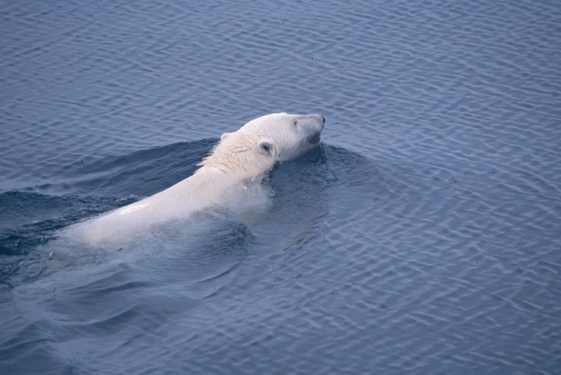 Polar bear swimming