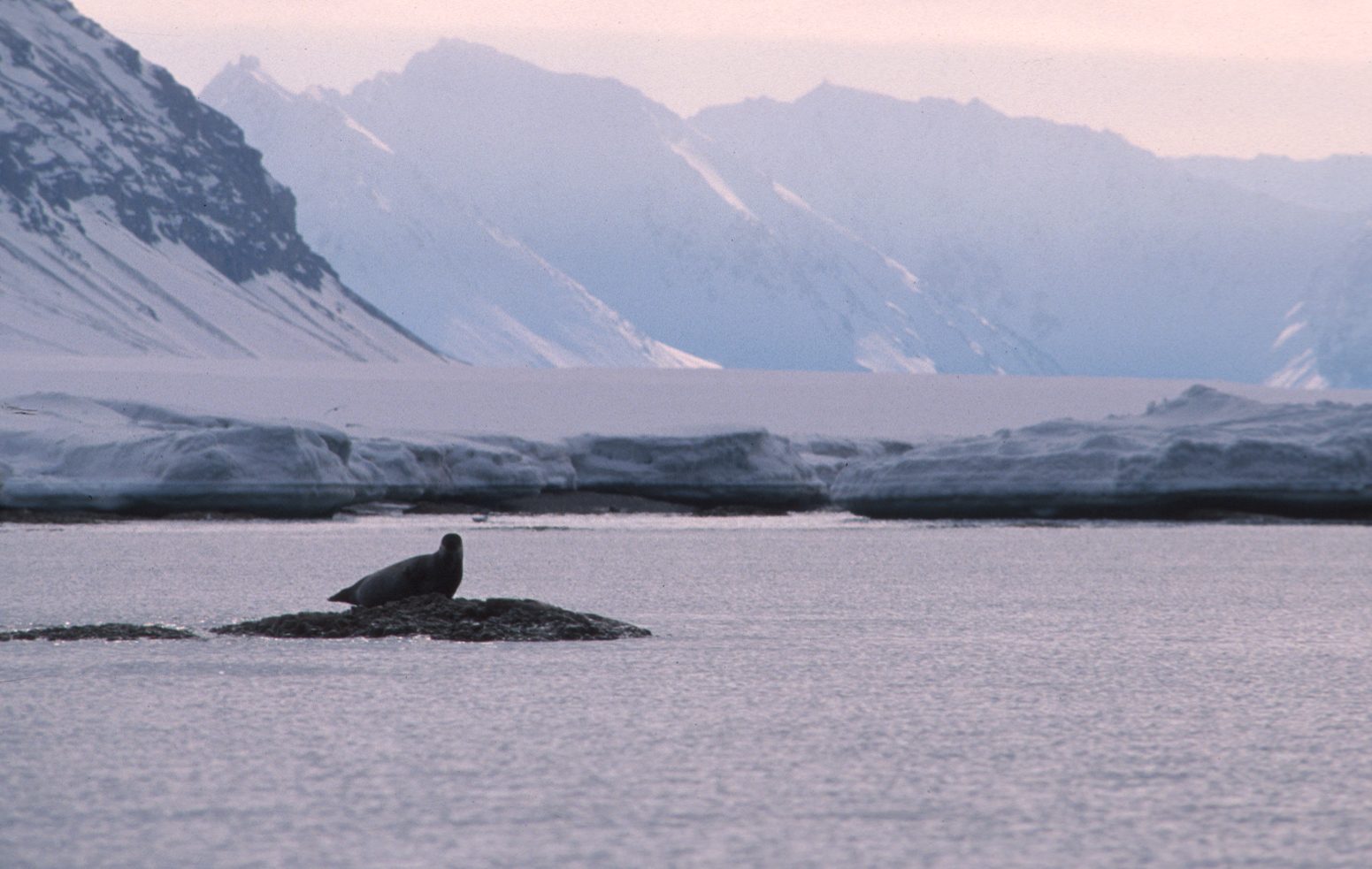Harbor seal
