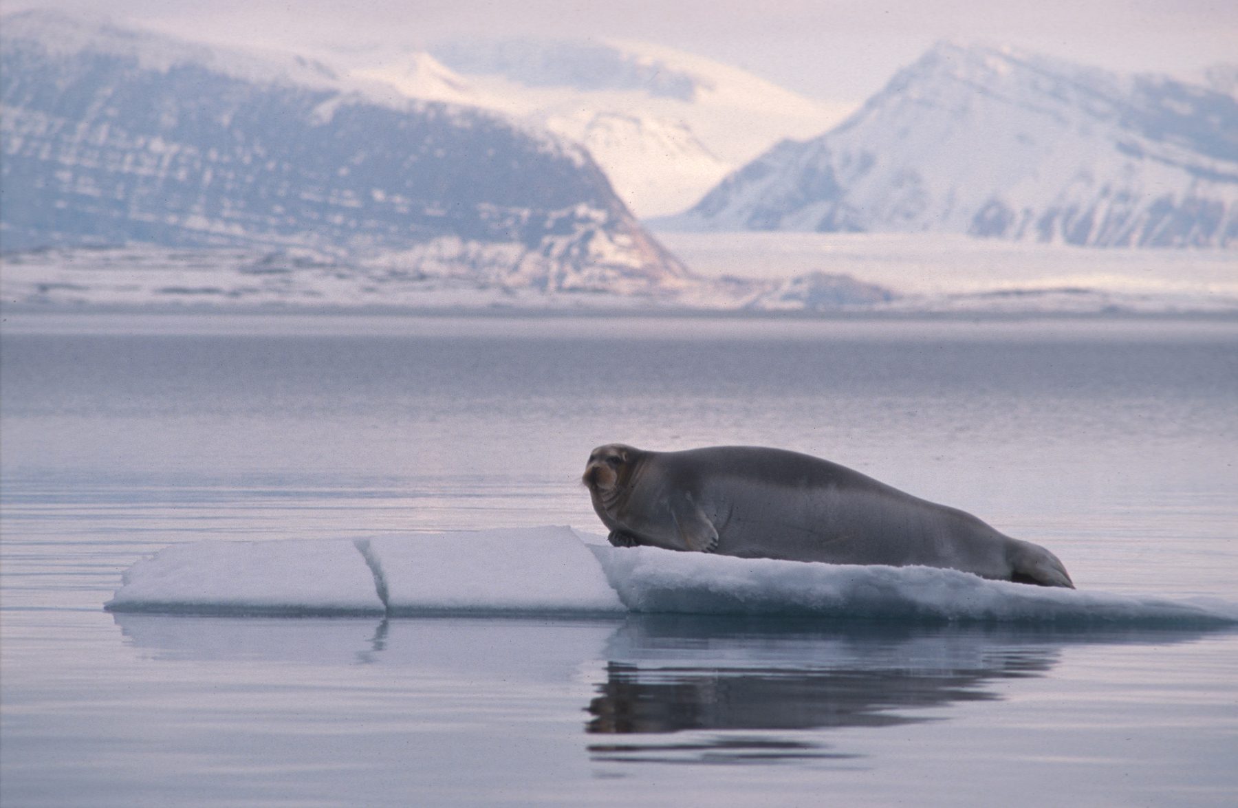 Bearded seal
