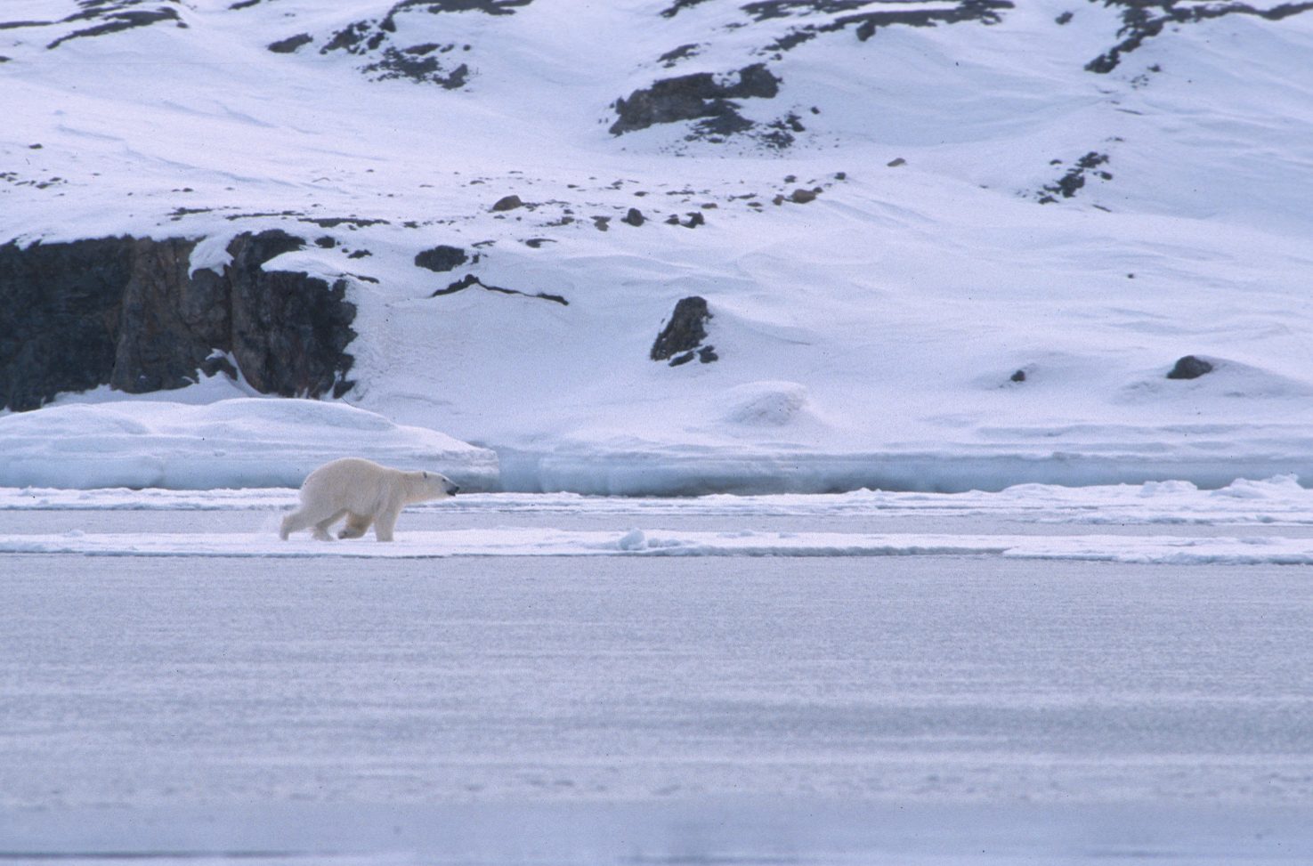 Polar bear
