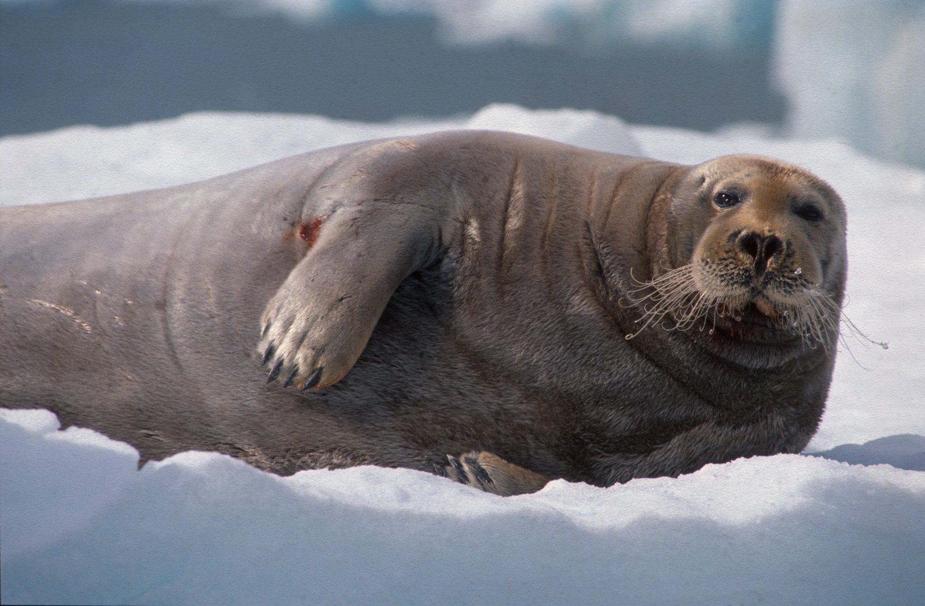 Bearded seal