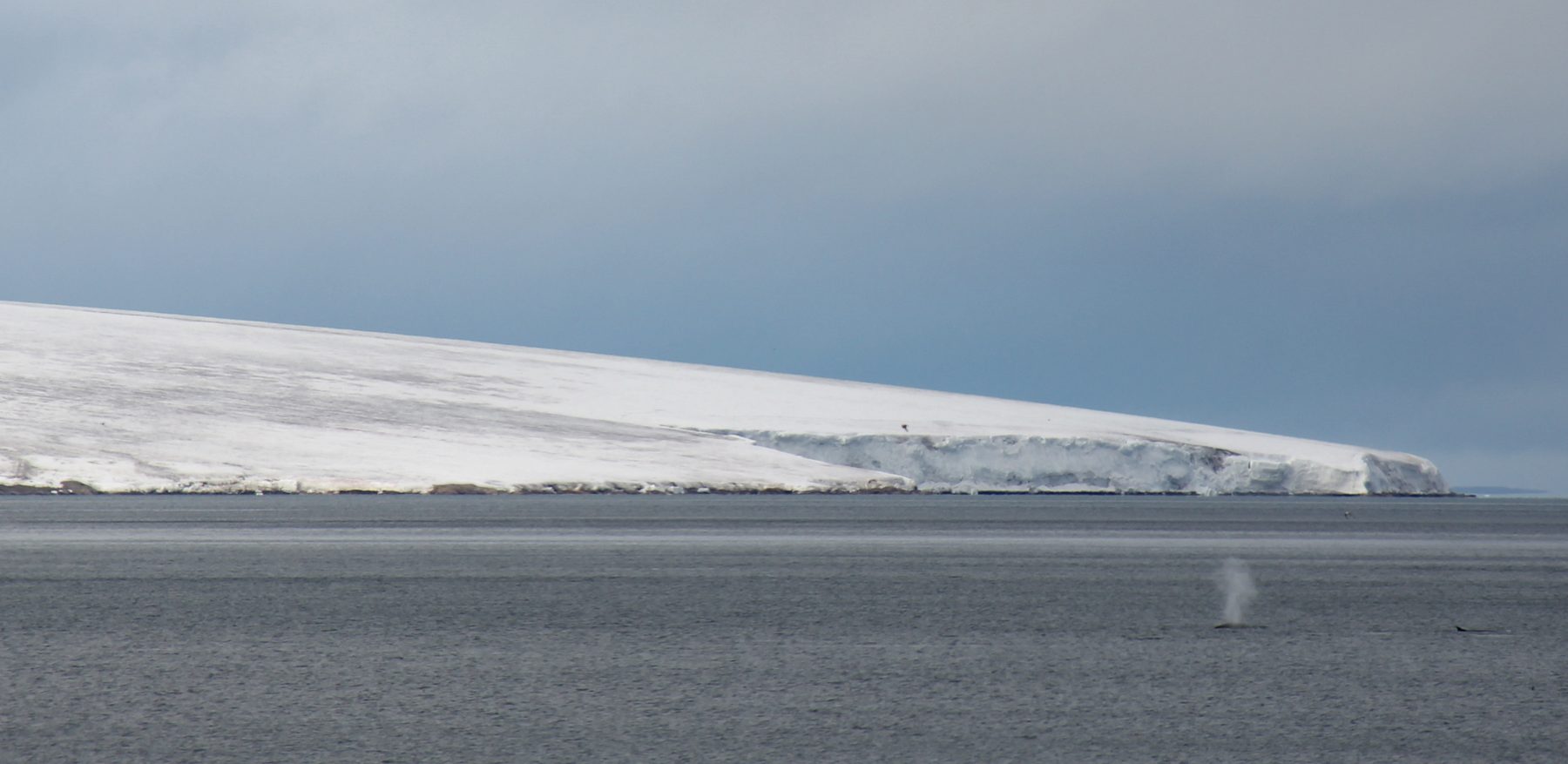 Valhall glacier and a fin whale