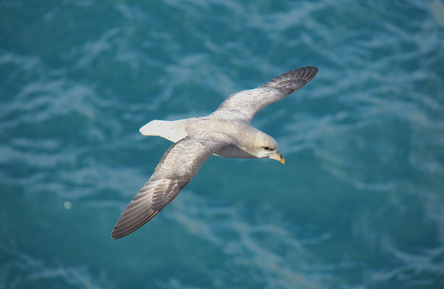 Fulmar