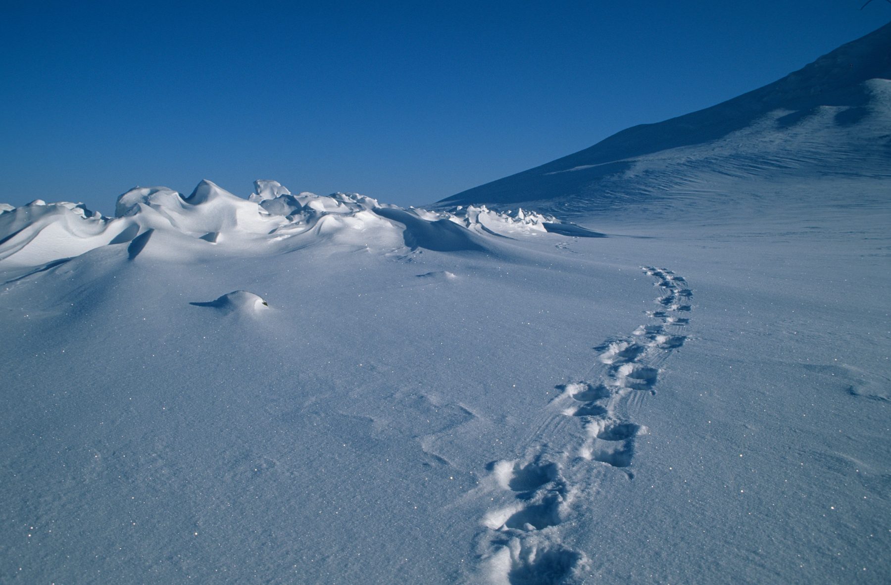 Polar bear track