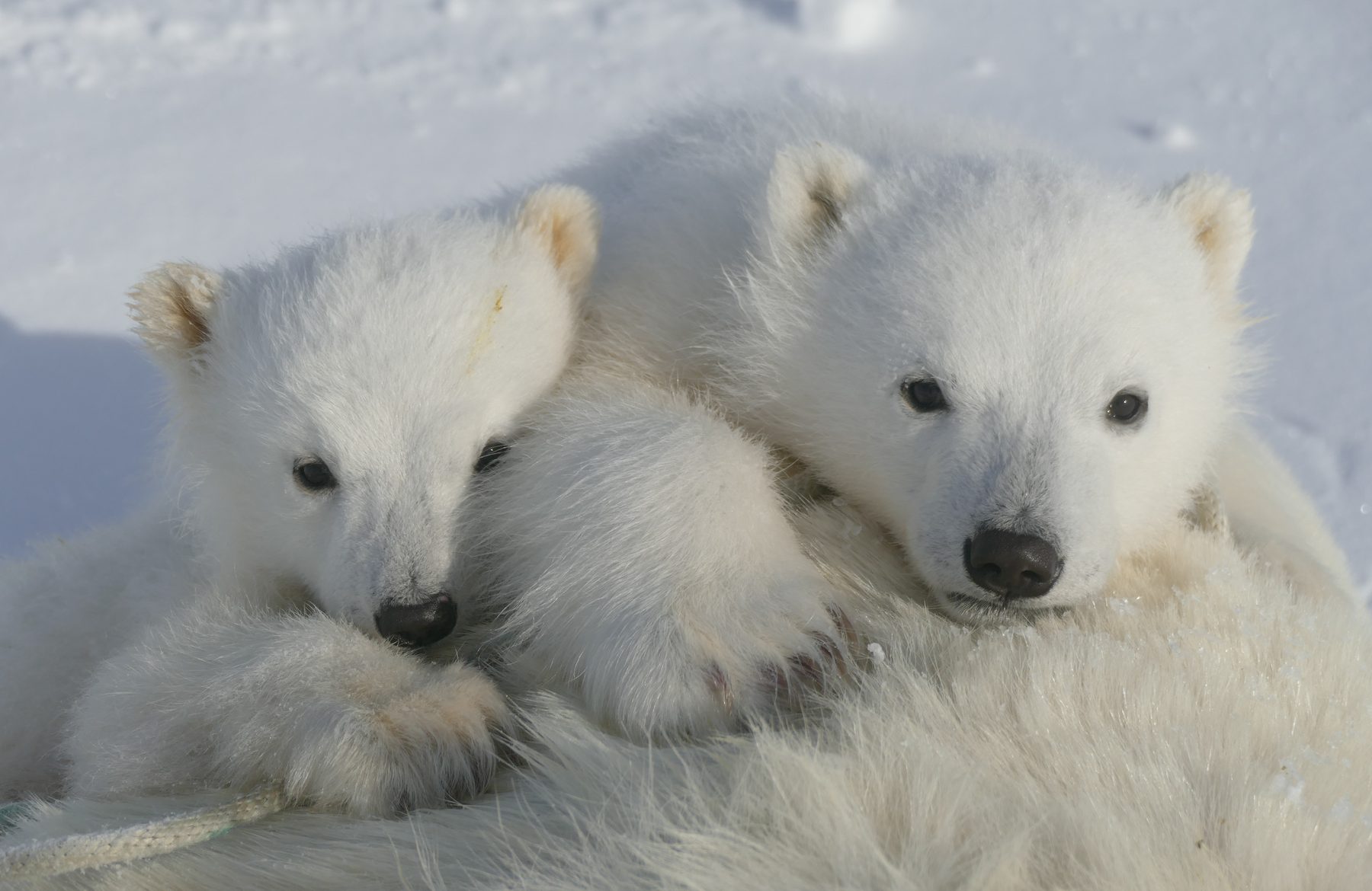 Polar bear cubs of the year