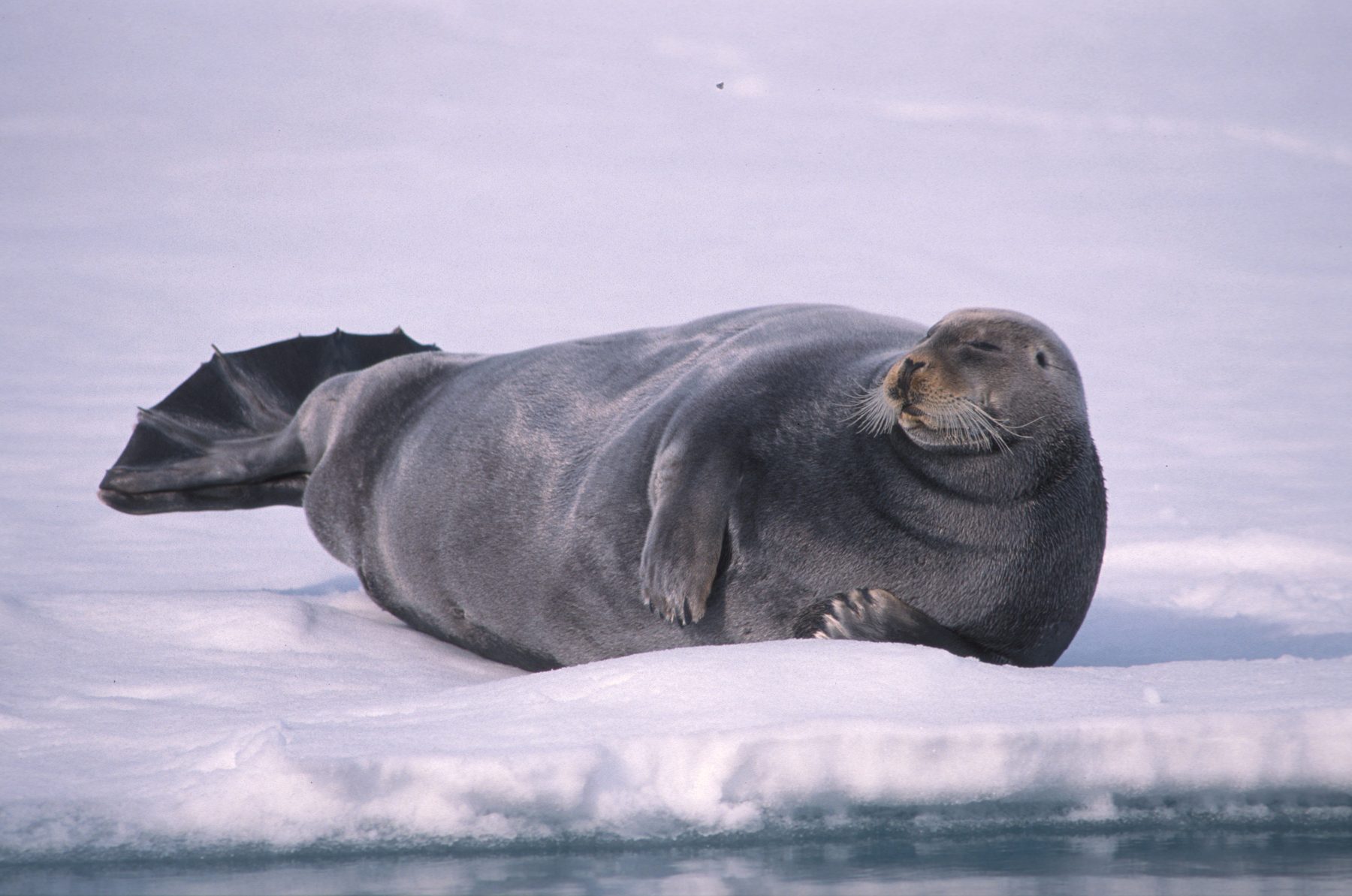 Bearded seal