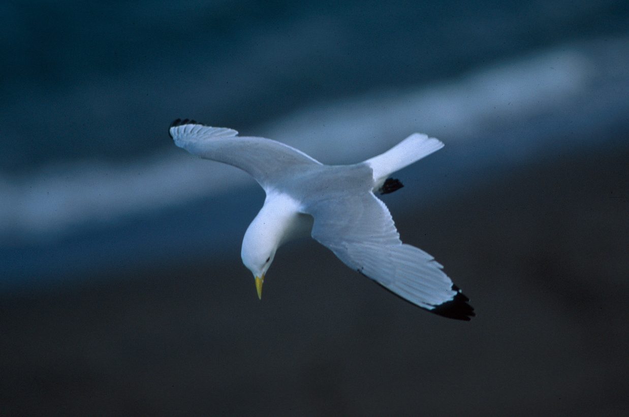 Kittiwake on surveillance