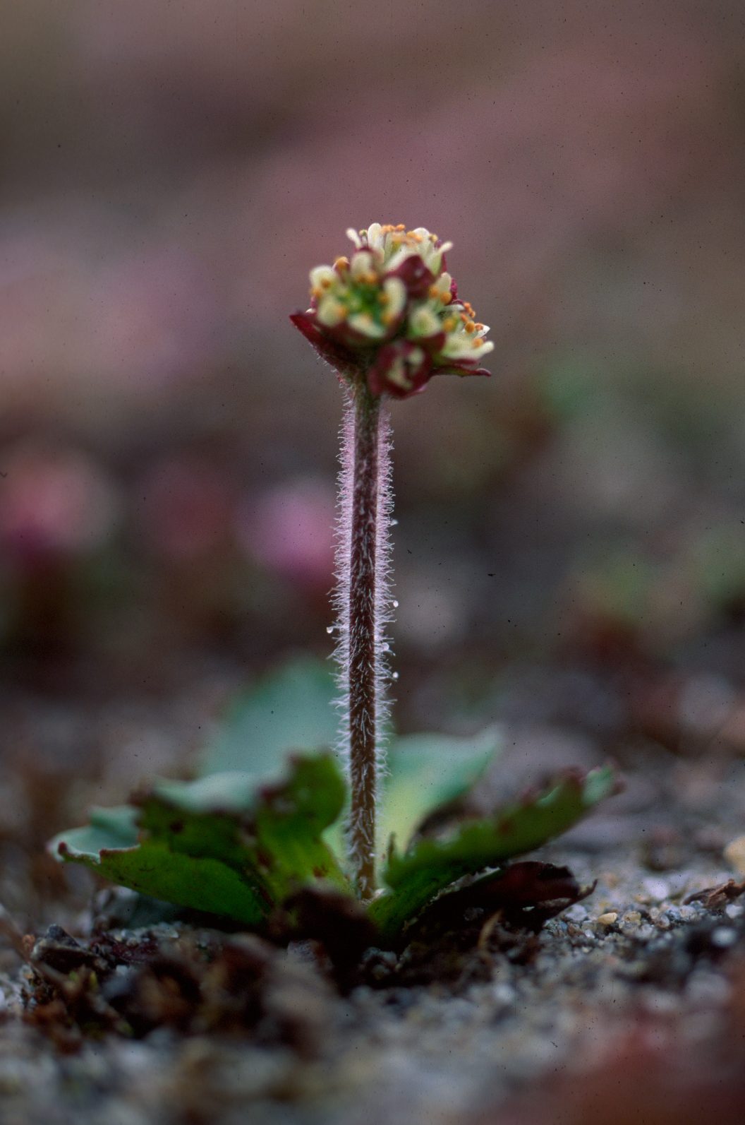 Snow saxifrage