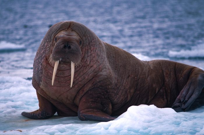 Walrus staring back · Kings Bay, Svalbard · 1992