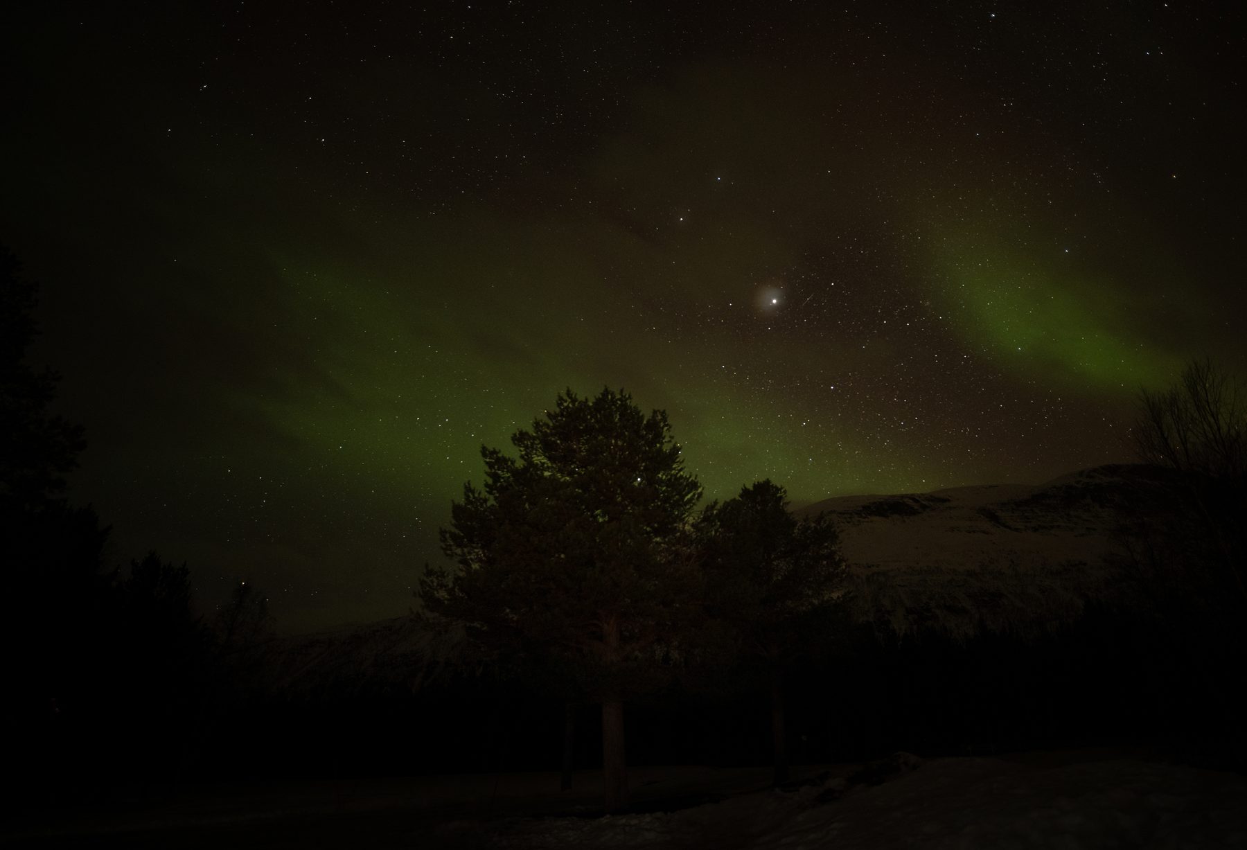 Aurora and a tree