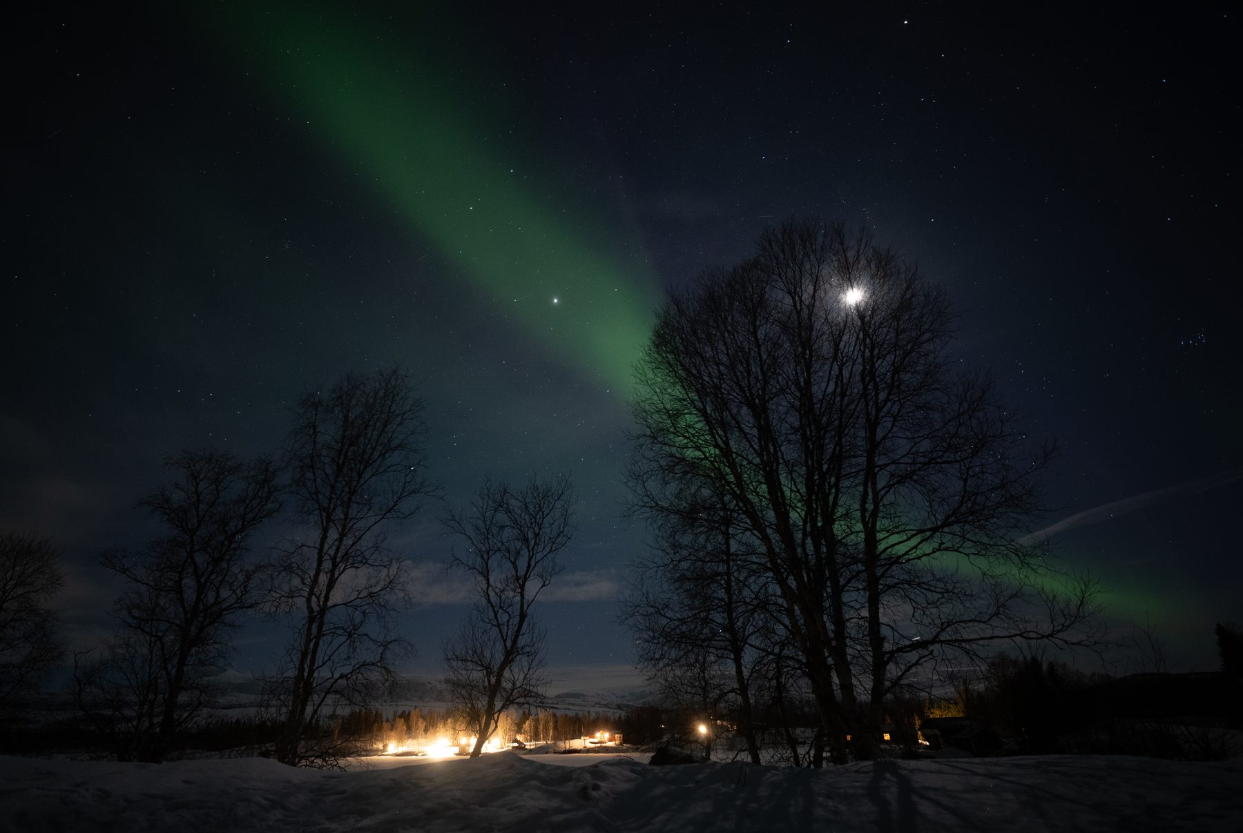 Aurora, the moon and trees