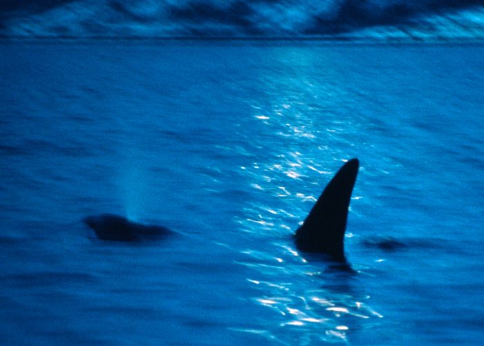 Killer whale in moonlight · Tysfjord, Norway · 1991