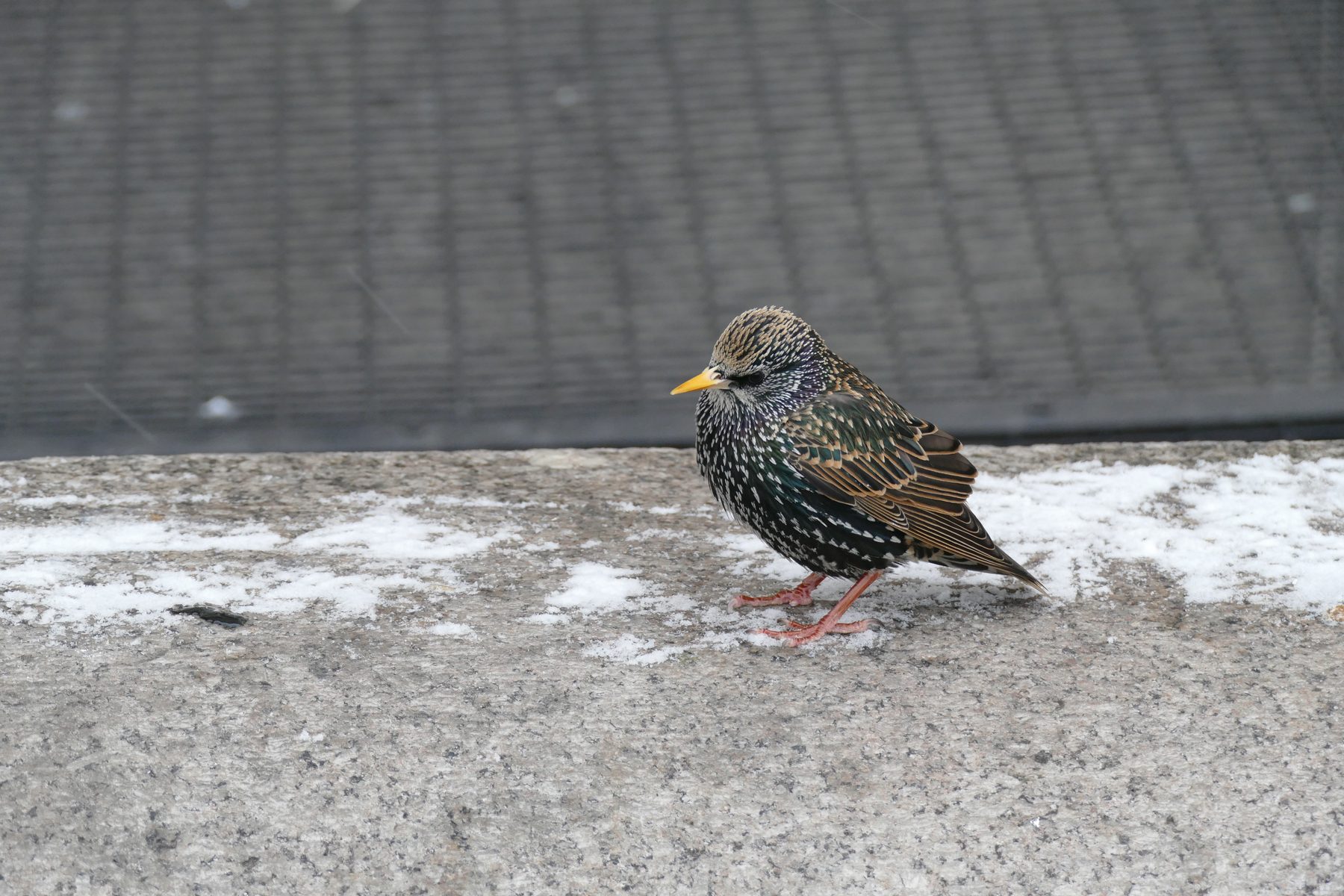 Cool starling