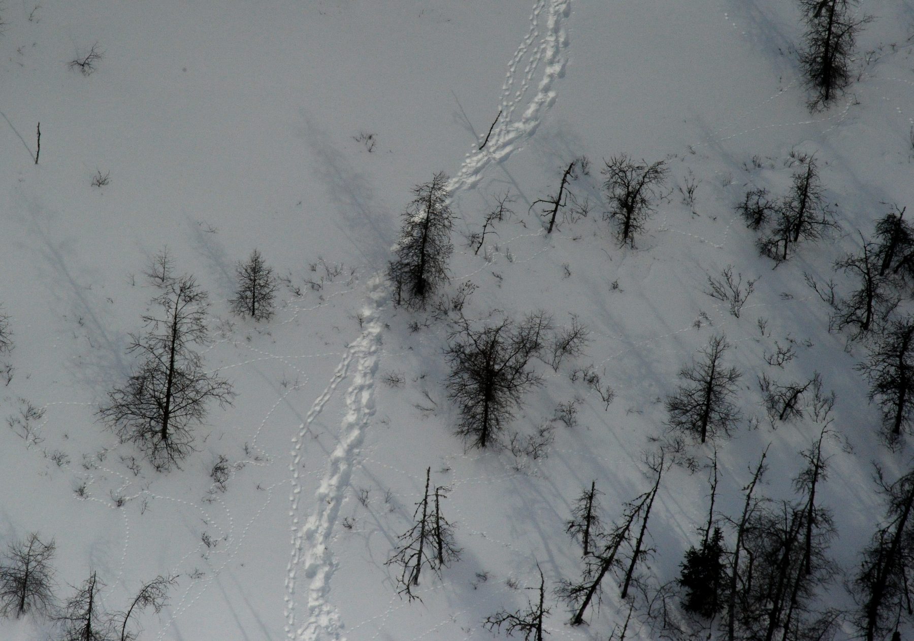 Polar bear family tracks
