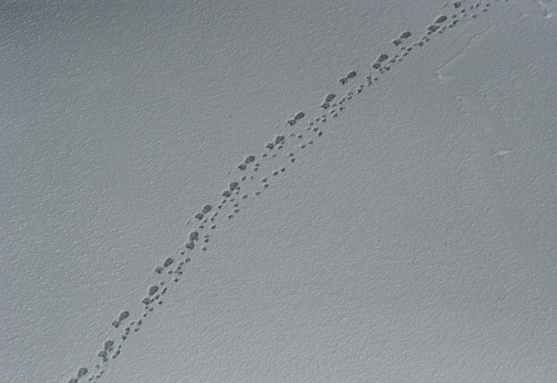 Polar bear family tracks