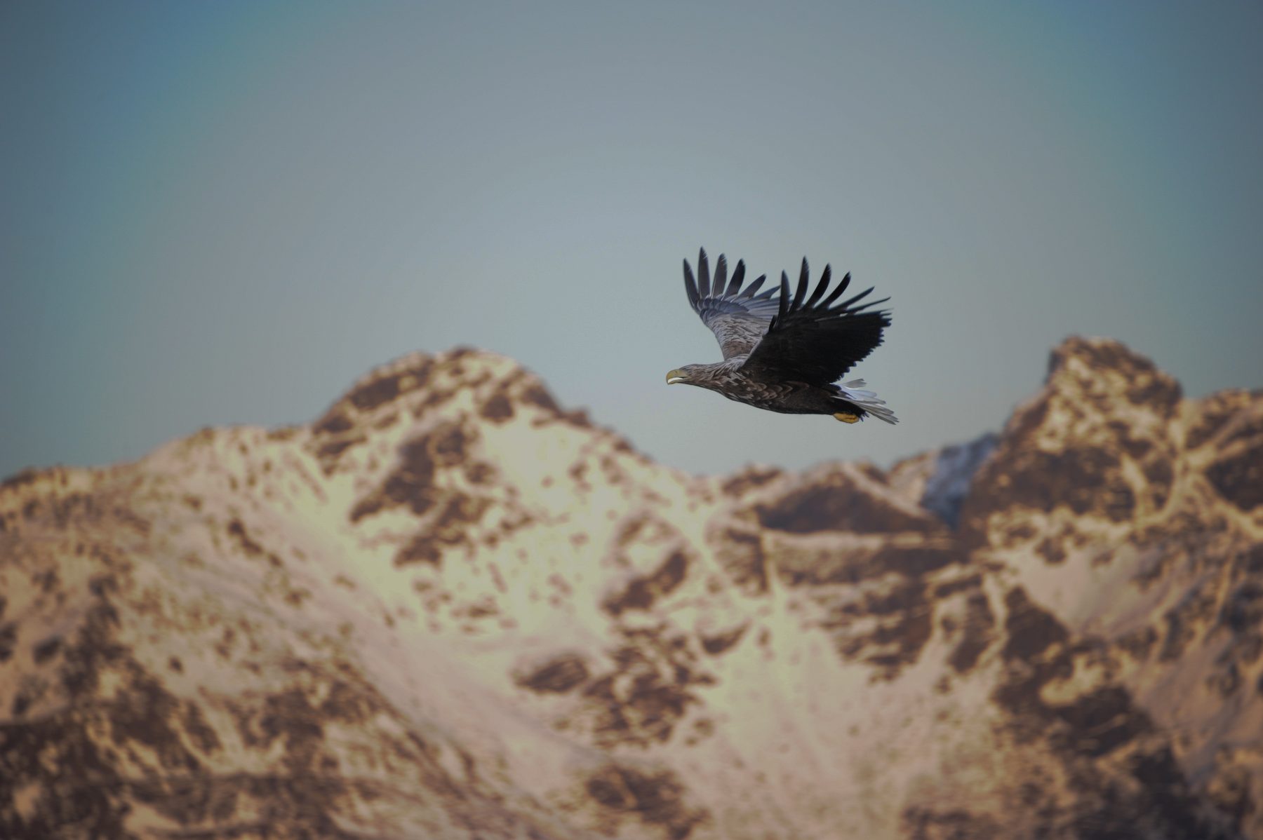 Sea eagle