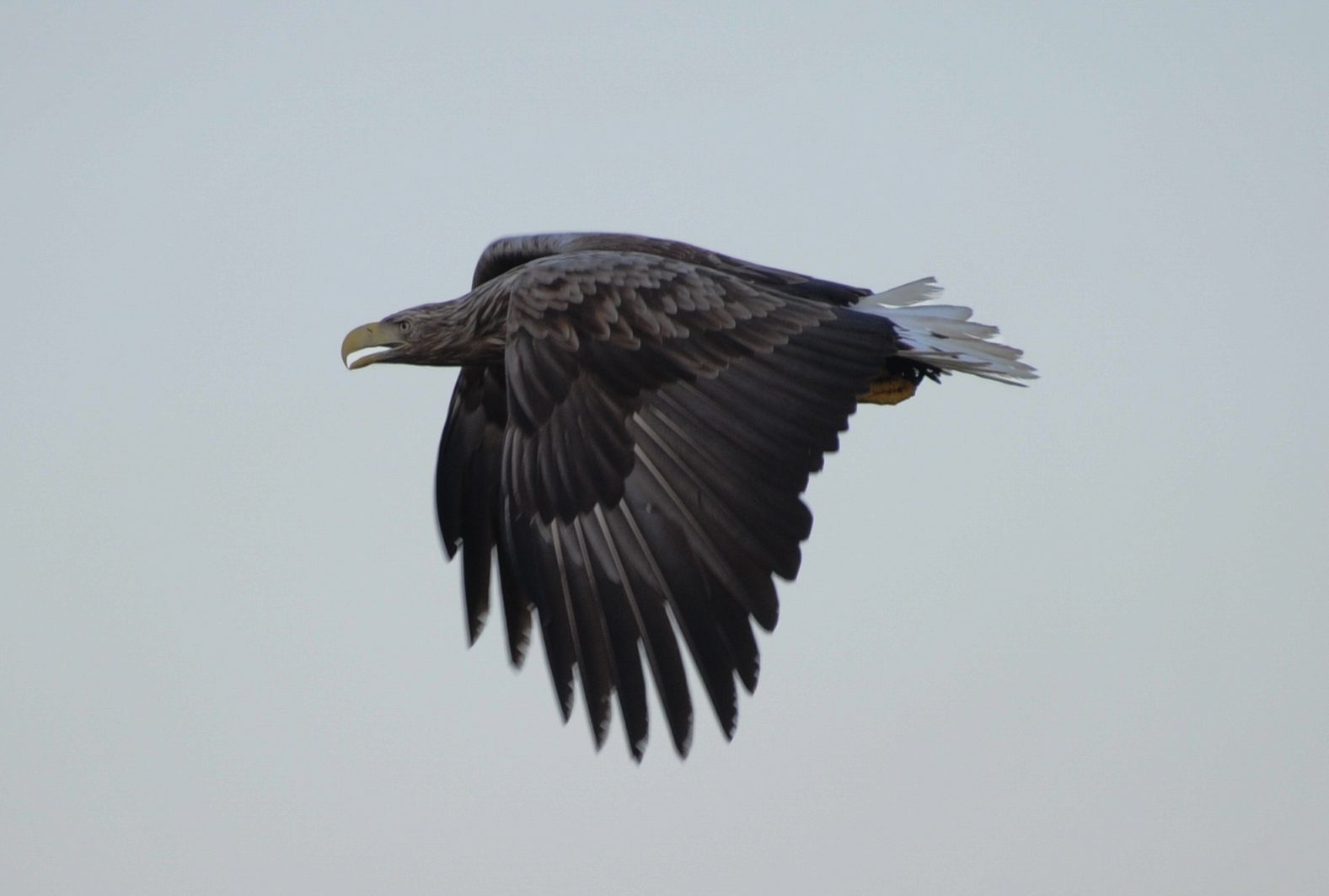 Sea eagle