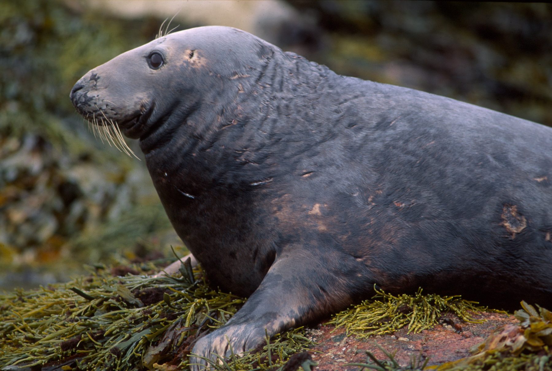 Grey seal