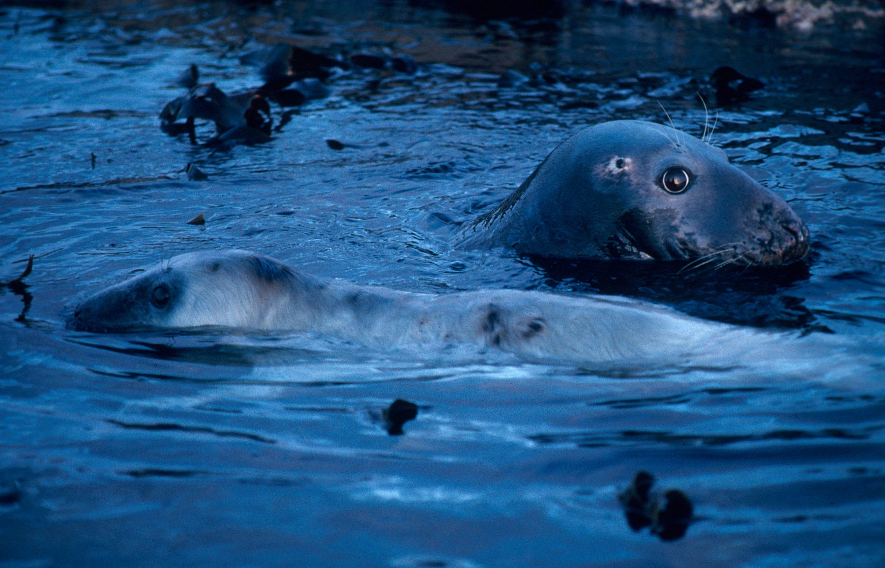 Grey seal mother an pup