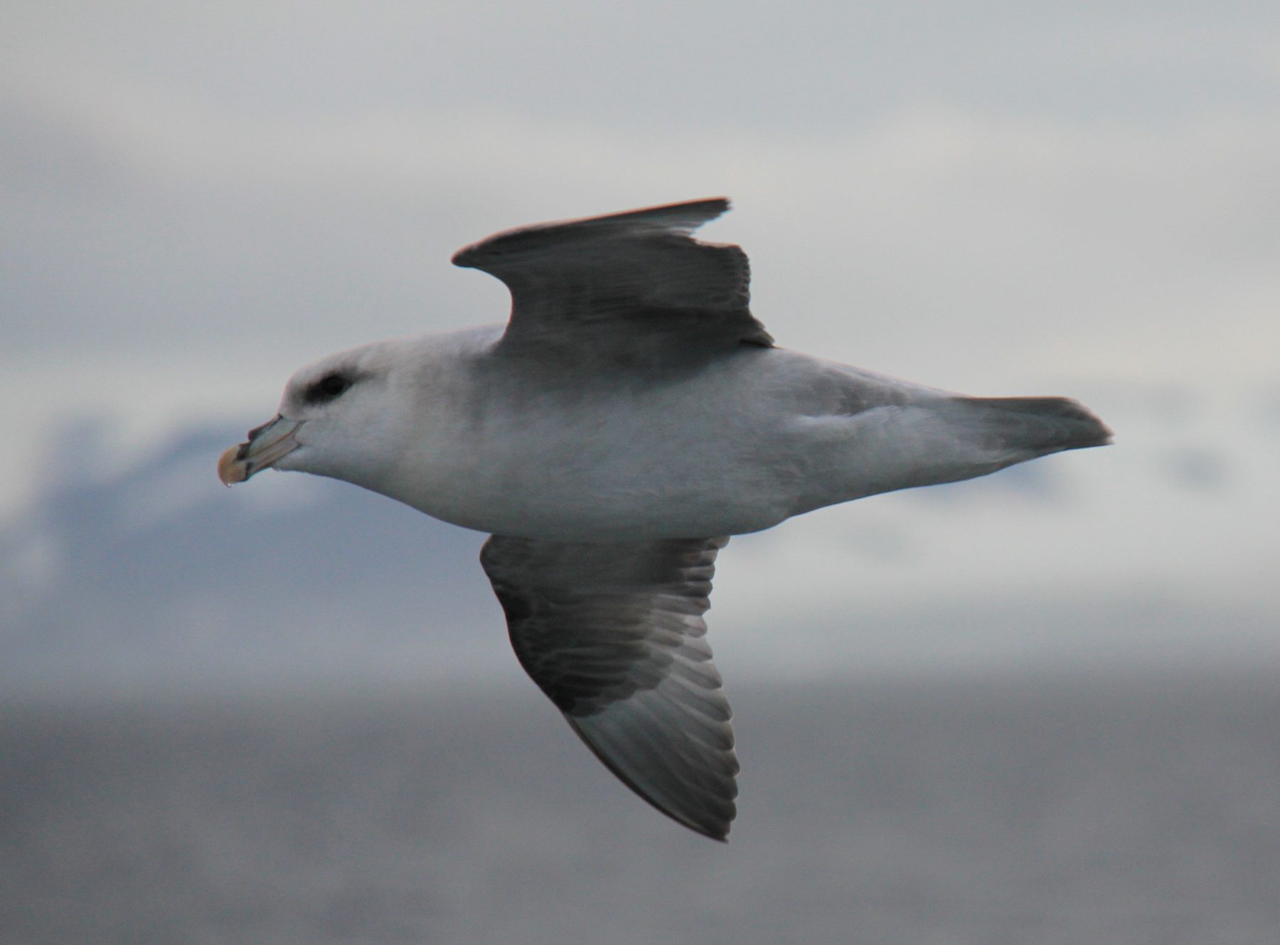 Fulmar