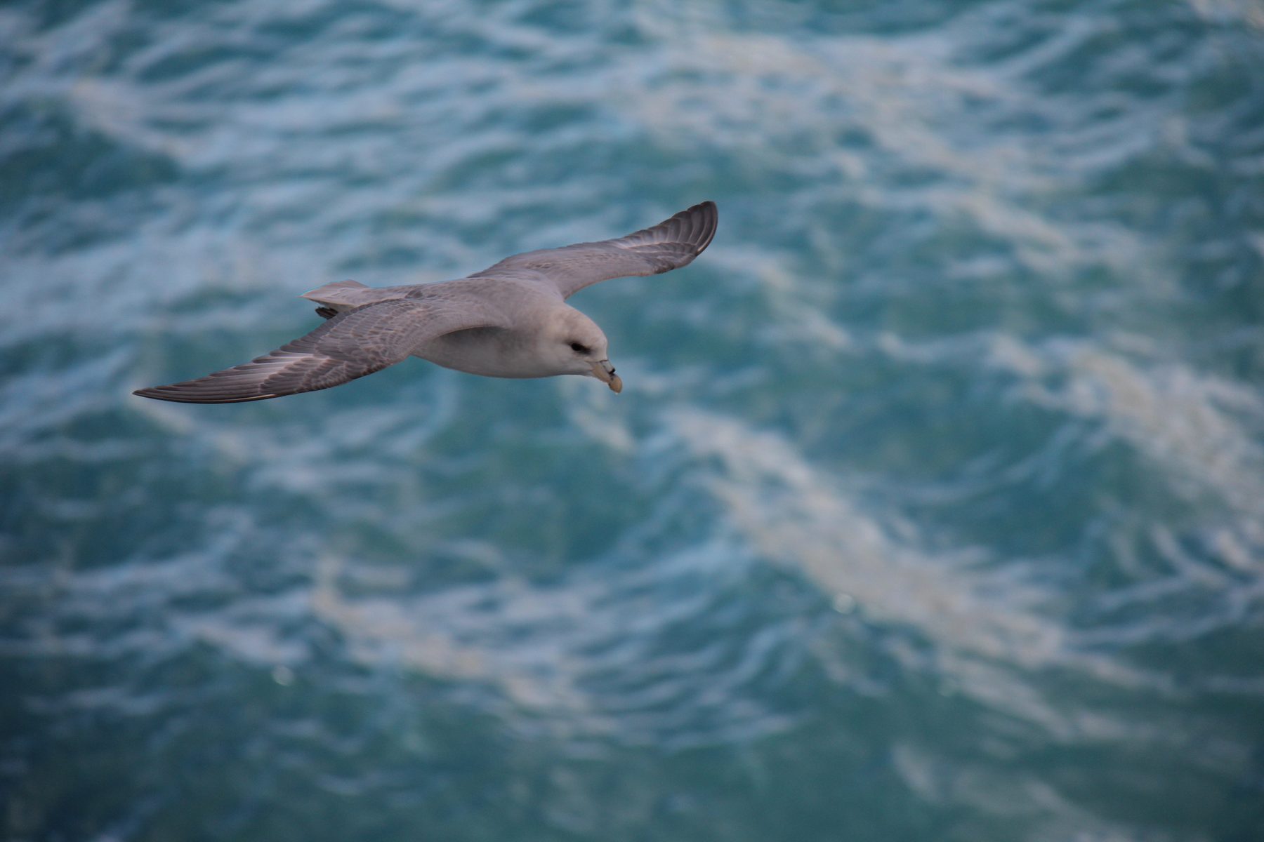 Fulmar
