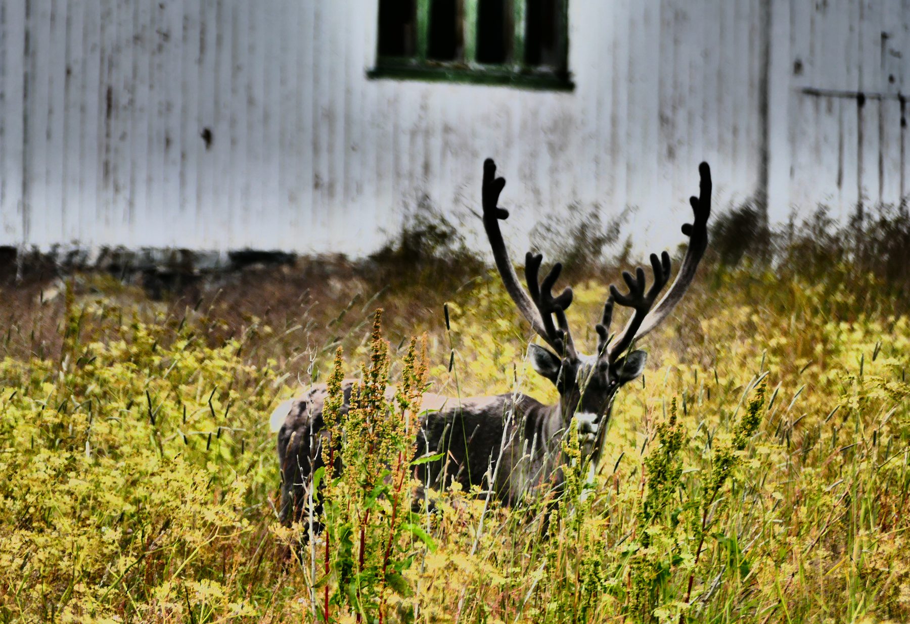 Reindeer hiding