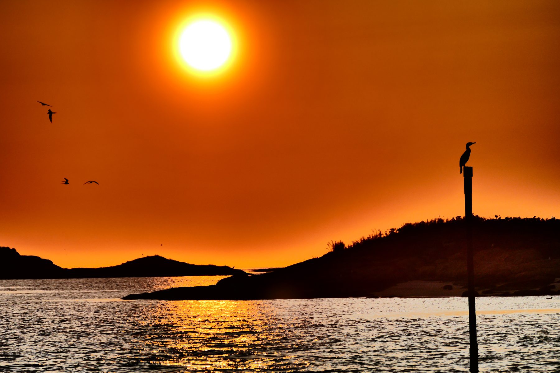 Midnight sun and cormorant on a pole