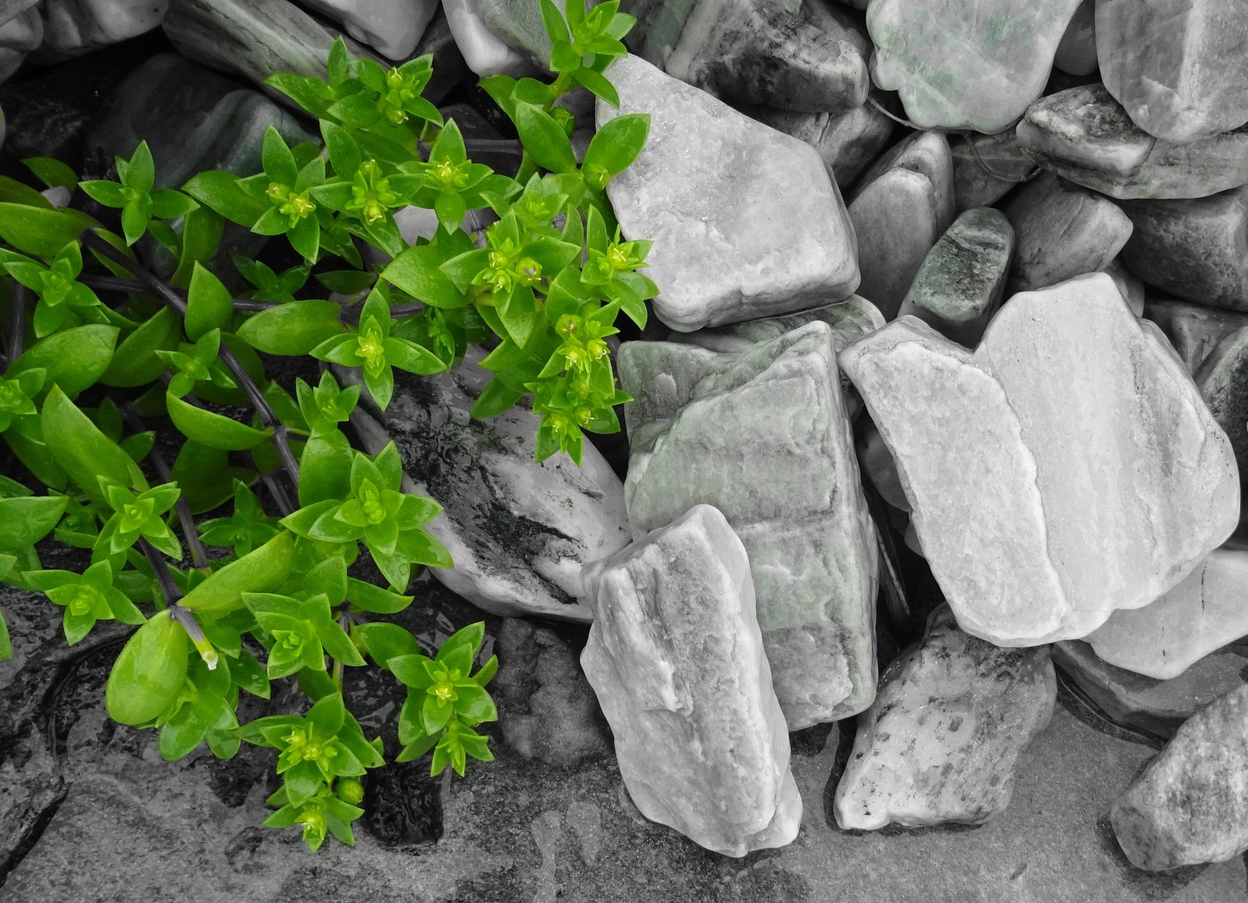 Natural green
