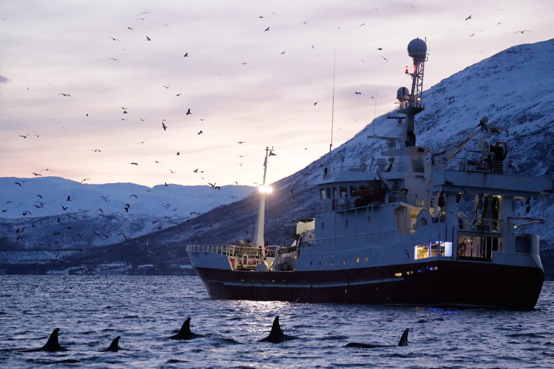 Fishing with whales