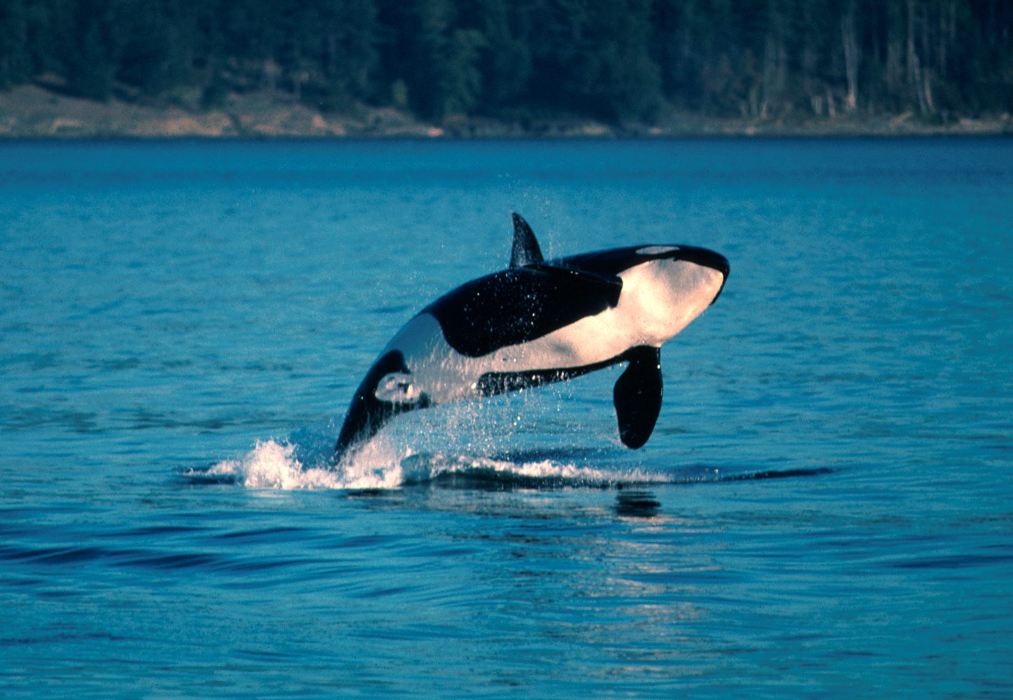 Jumping killer whale