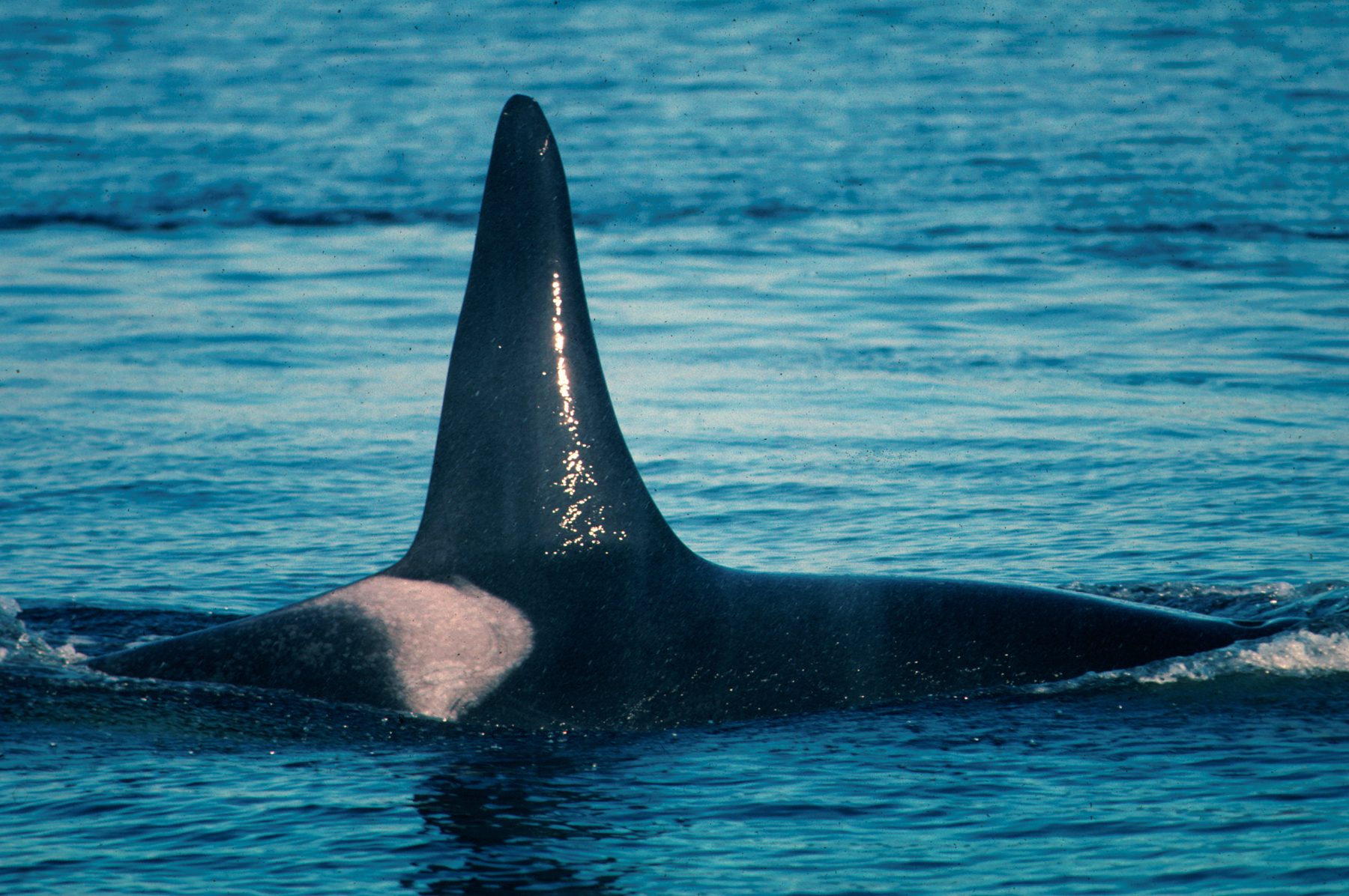 Killer whale adult male