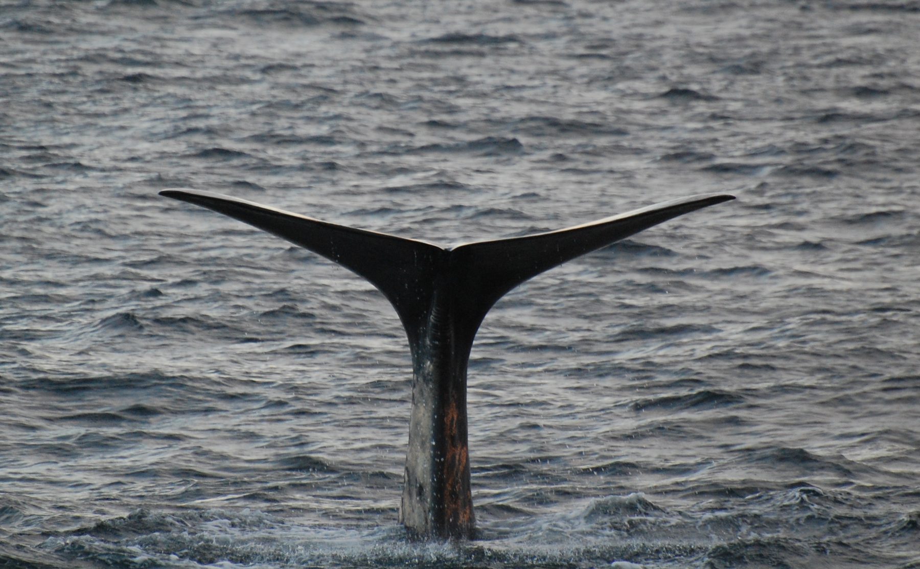 Sperm whale dorsal