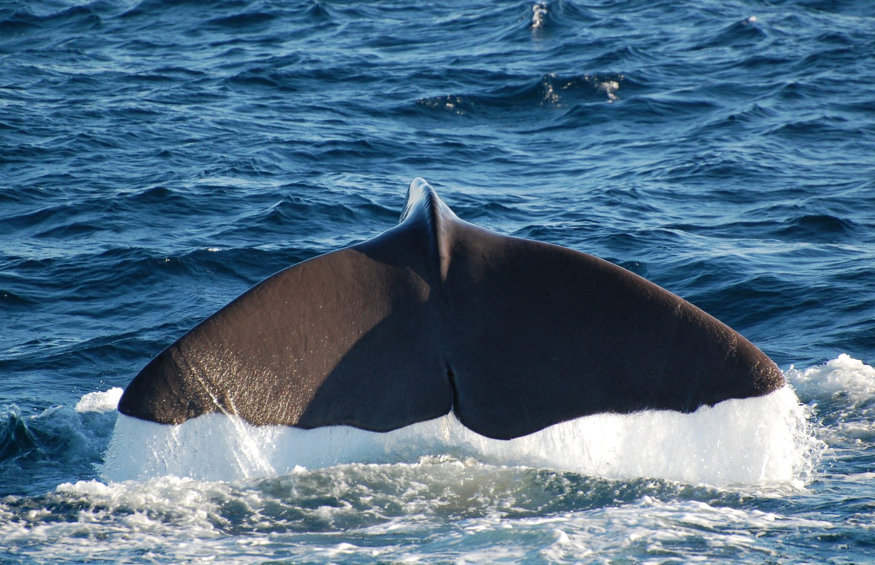 Sperm whale diving