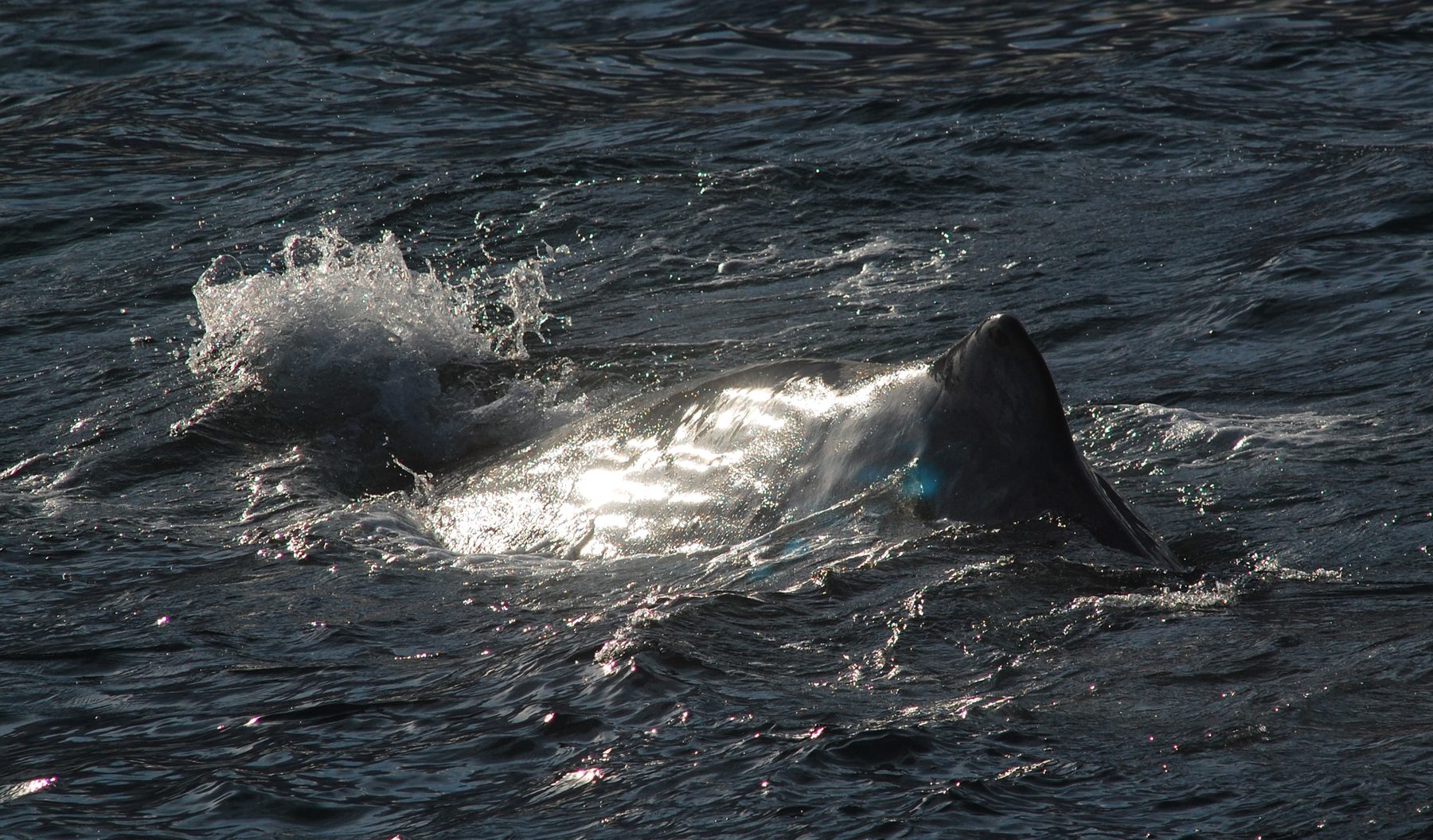 Sperm whale