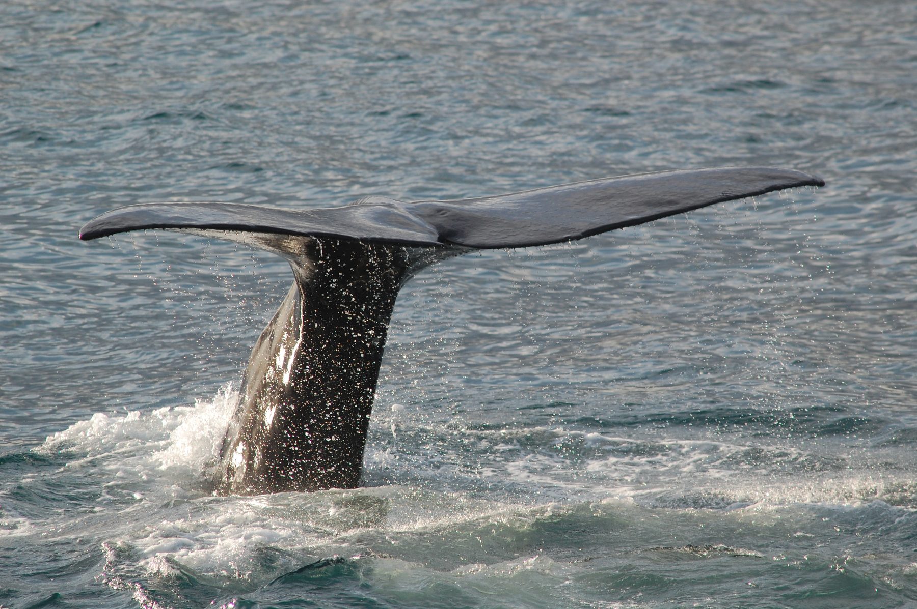 Sperm whale diving