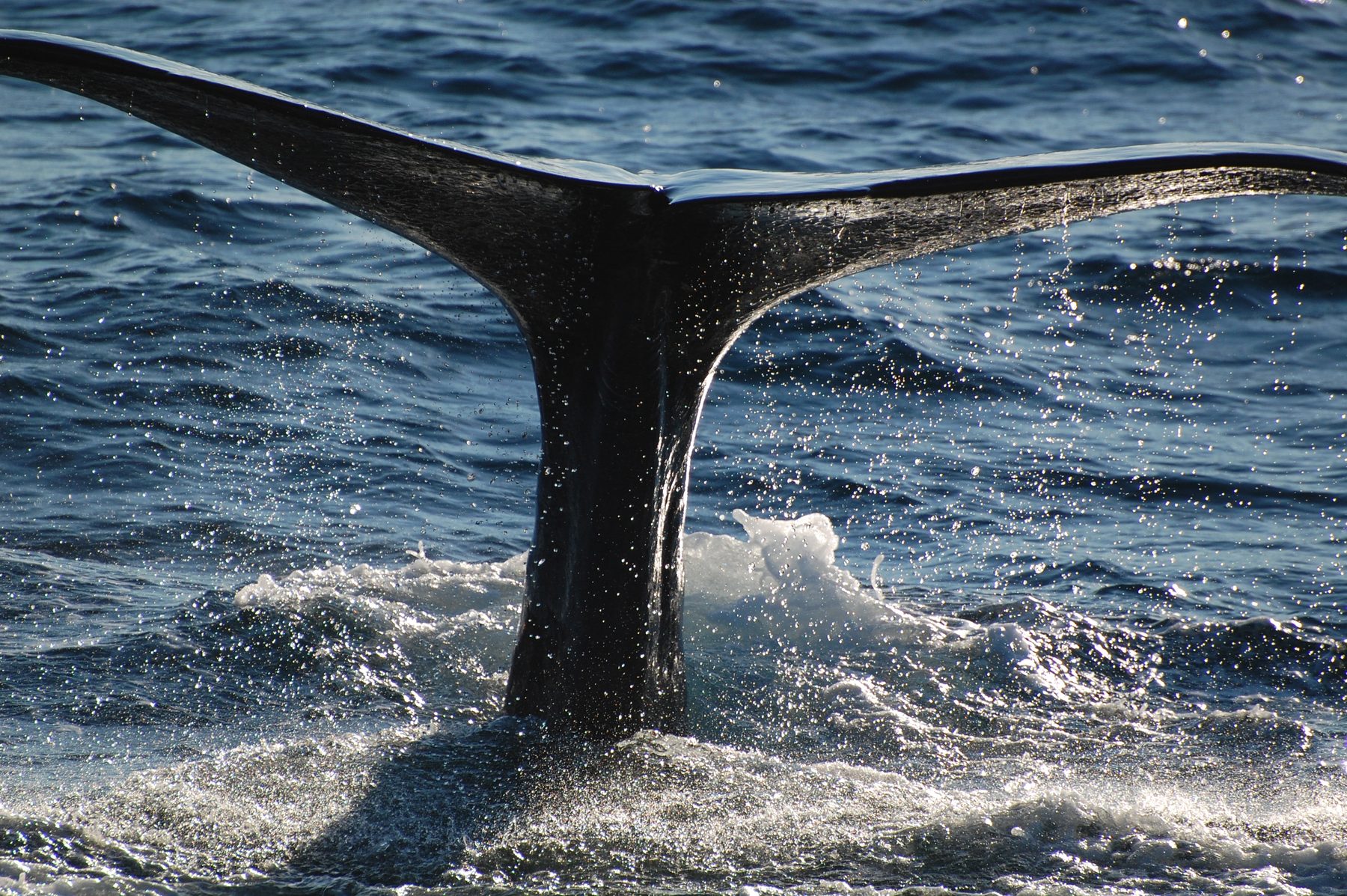 Sperm whale diving