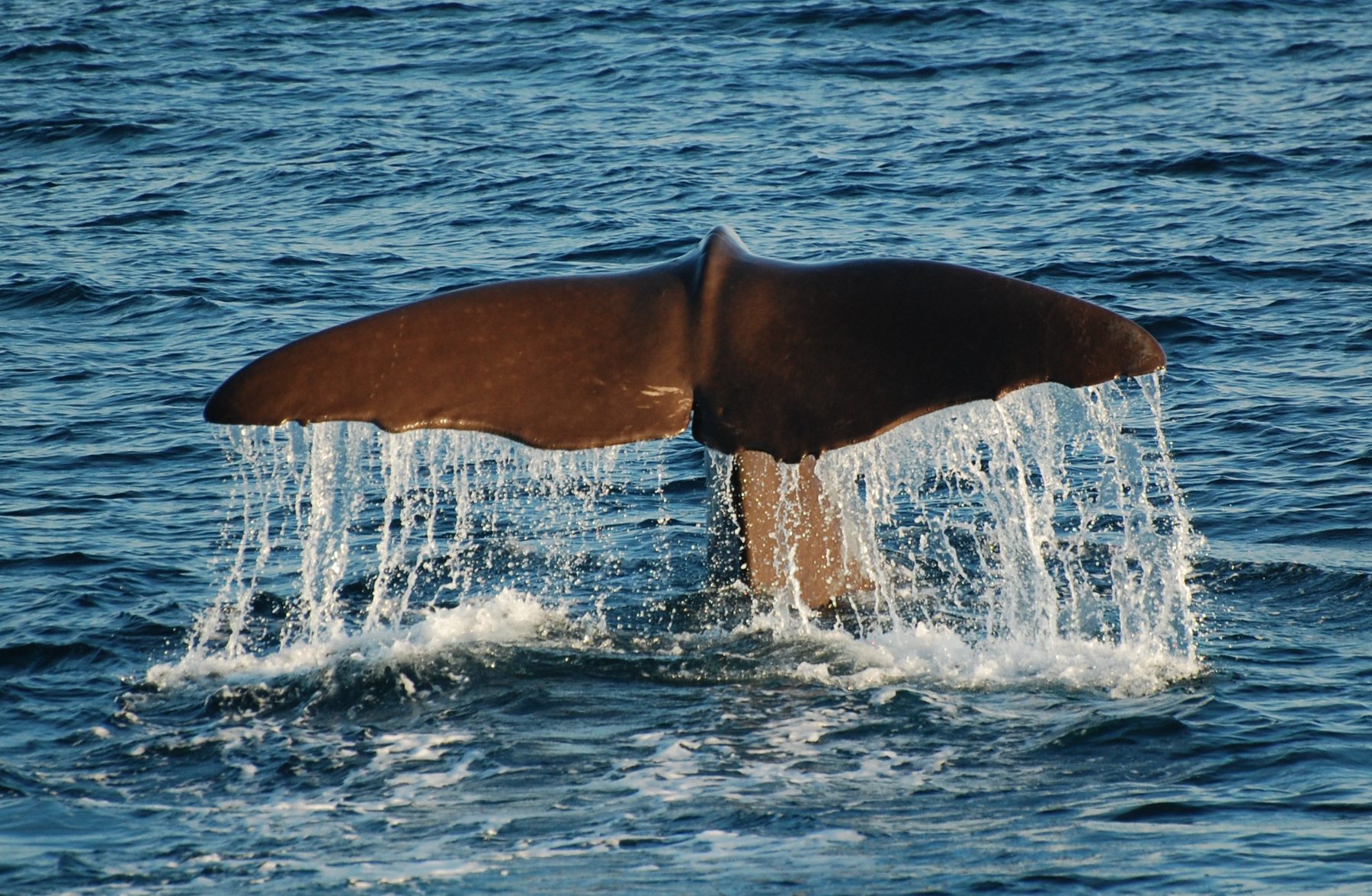 Sperm whale diving