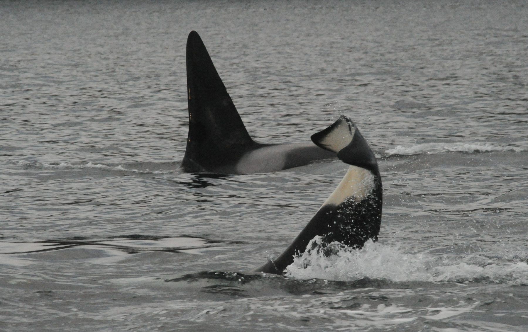 Killer whale male and an upside-down companion