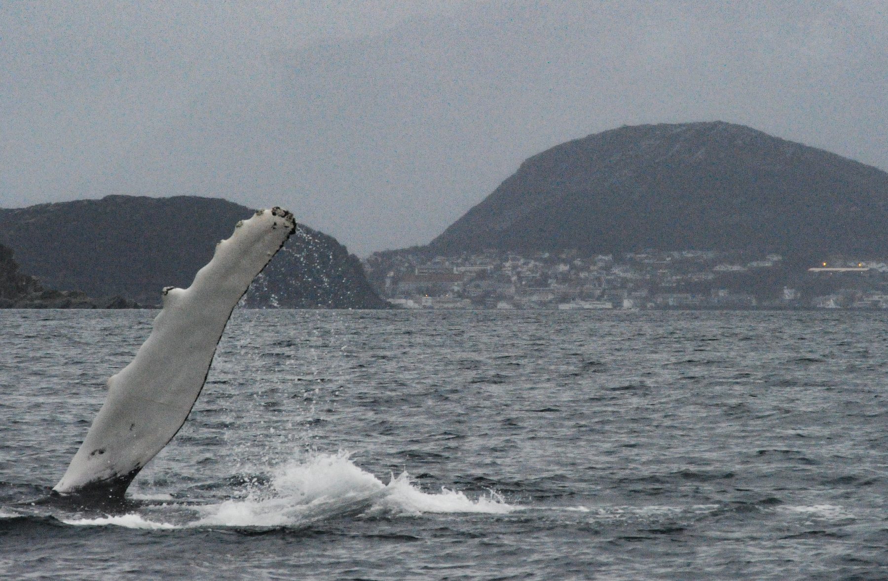 Humpback whale fluke
