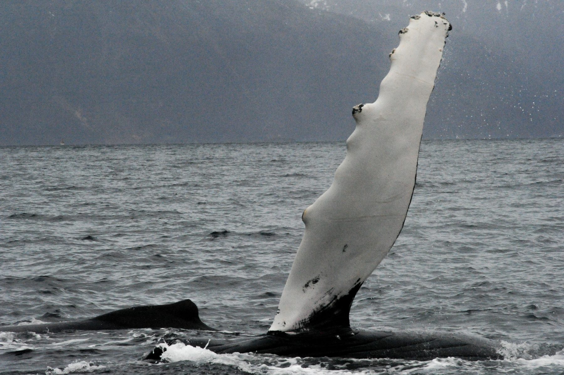 Humpback whale fluke