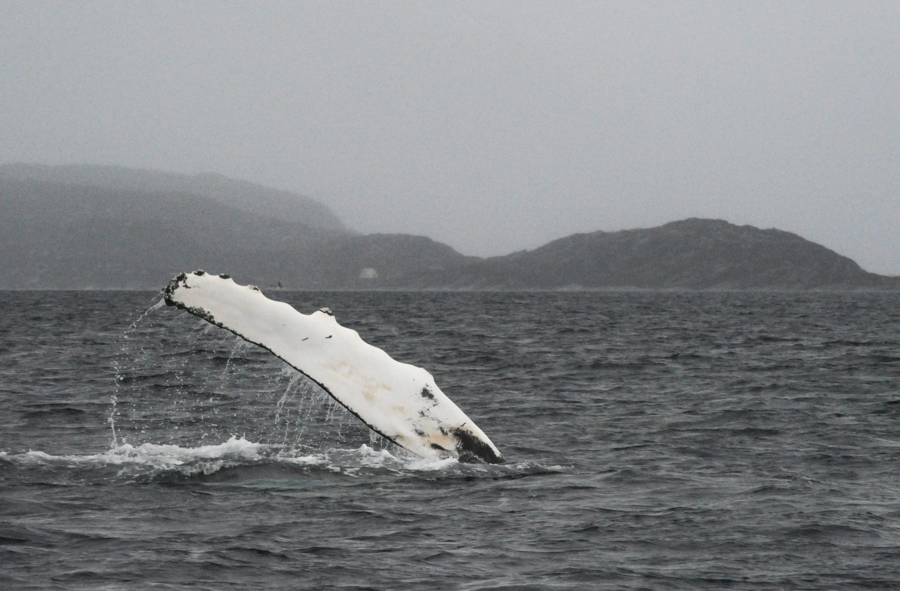 Humpback whale fluke
