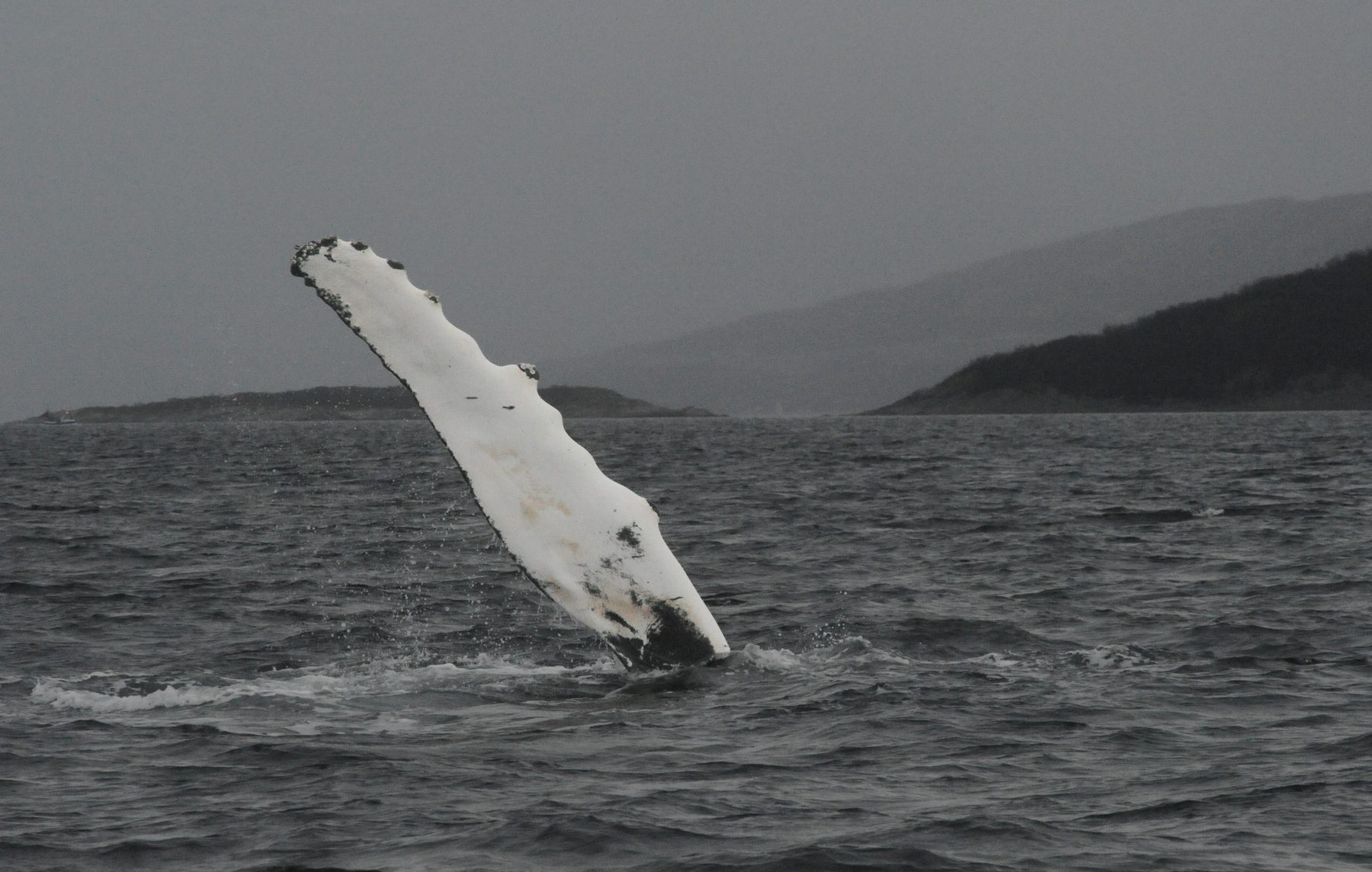 Humpback whale fluke